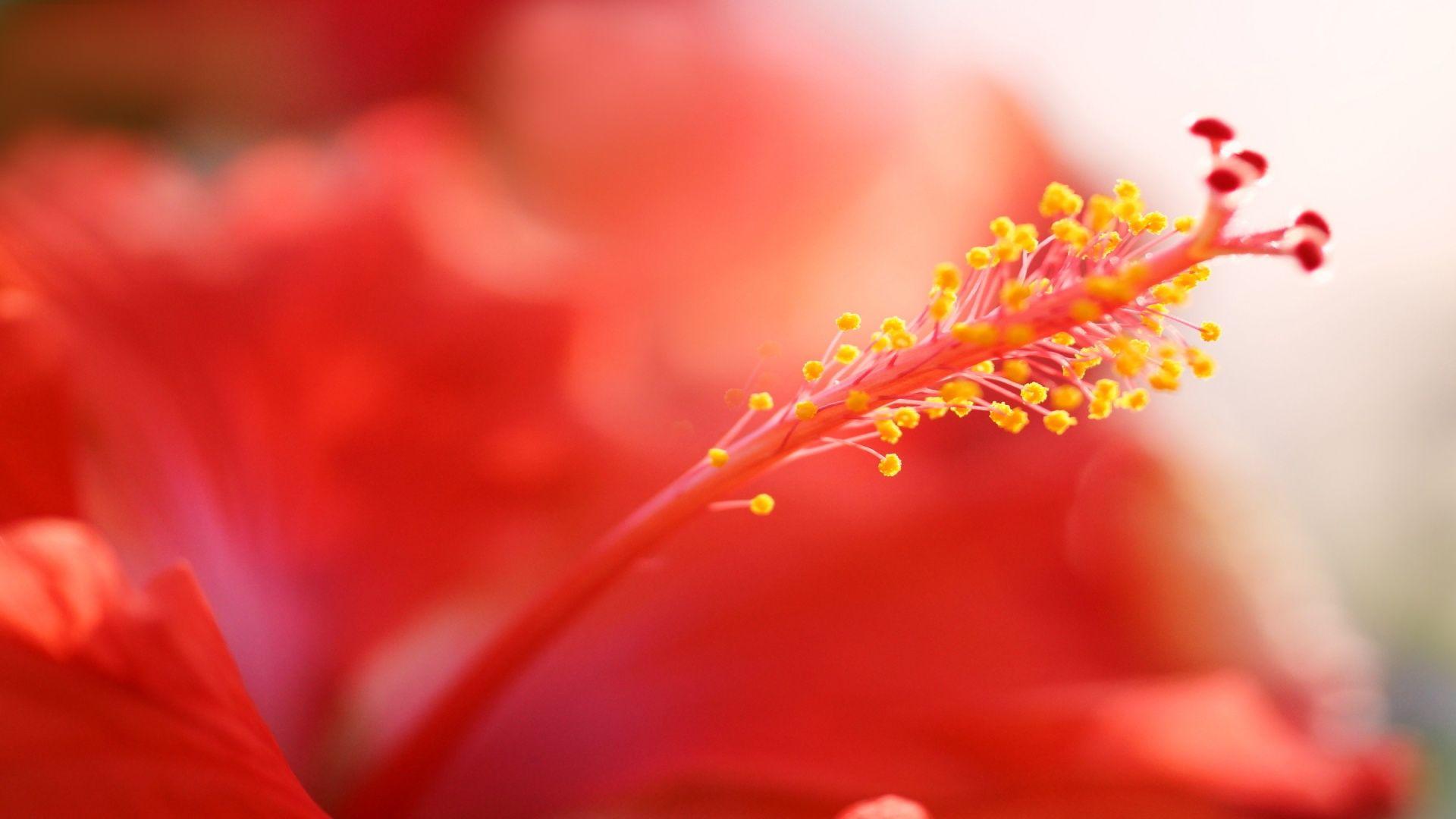 1920x1080 Hibiscus up close HD hình nền