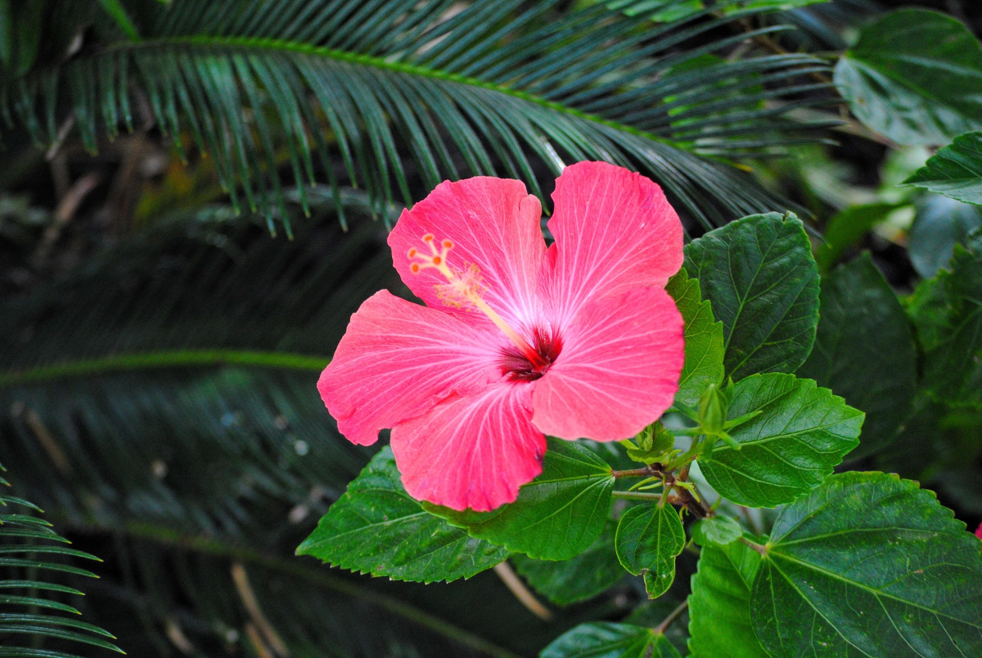 Hibiscus Wallpapers - Top Free Hibiscus Backgrounds - WallpaperAccess