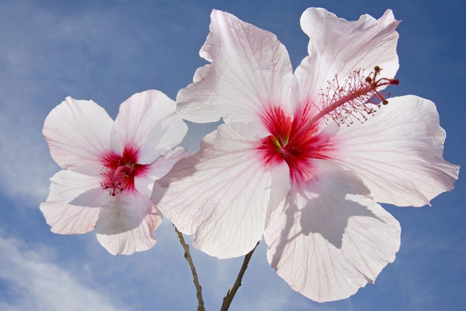 1600x1067 Hibiscus