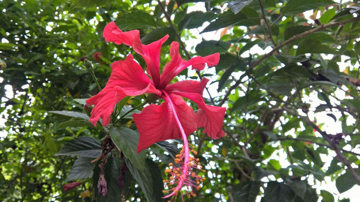 Hình nền 1244x700 Hibiscus.  4208x2368