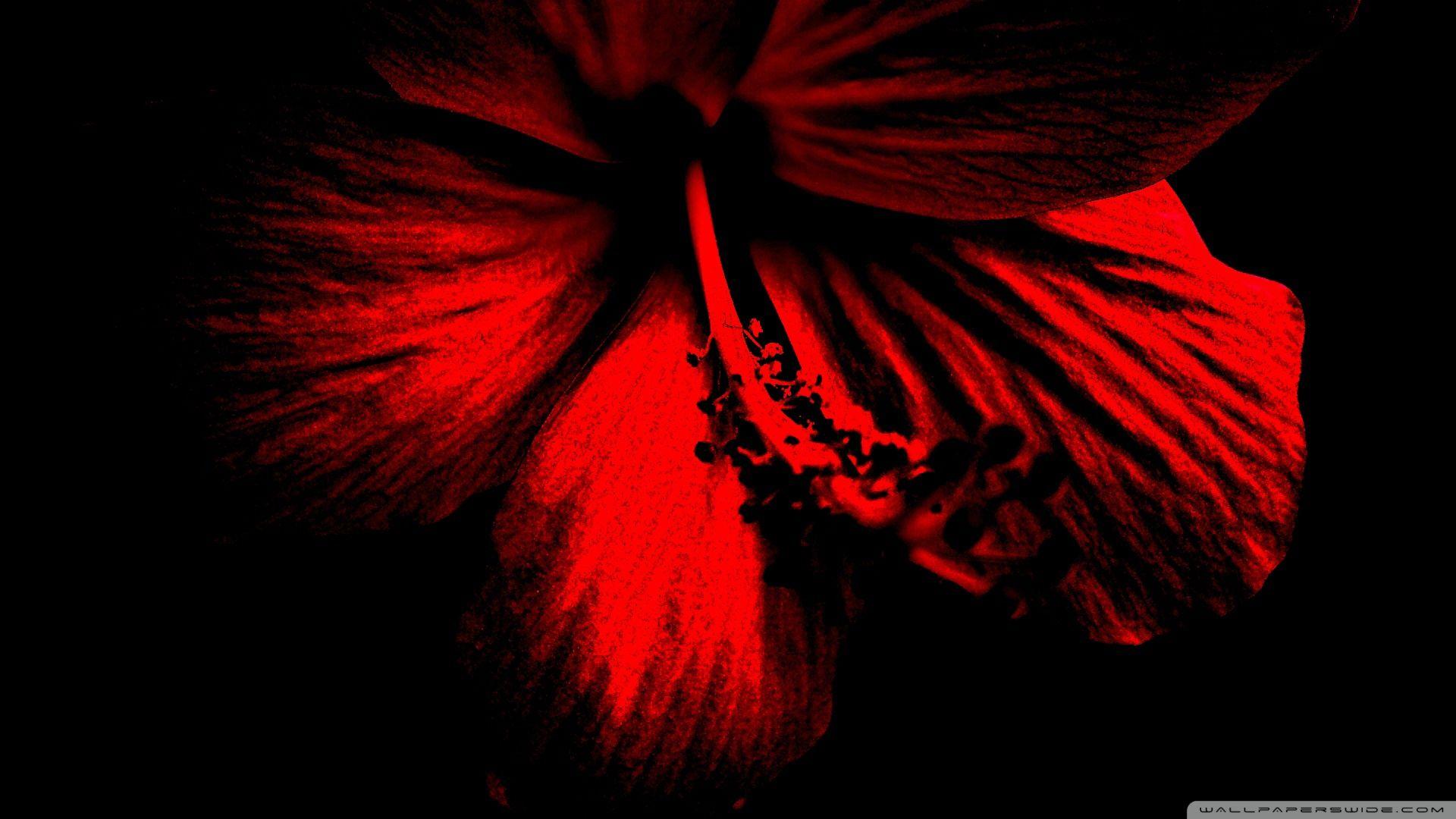 1920x1080 Hibiscus đỏ đậm ❤ Hình nền máy tính để bàn 4K HD cho 4K Ultra HD