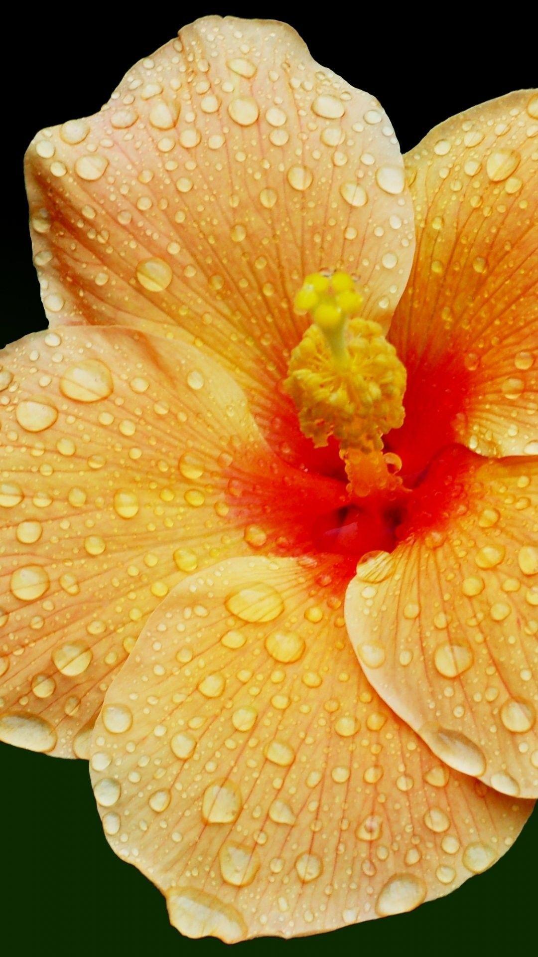 1080x1920 Hibiscus Hình nền iPhone 6 Plus 12774 - Hoa iPhone 6