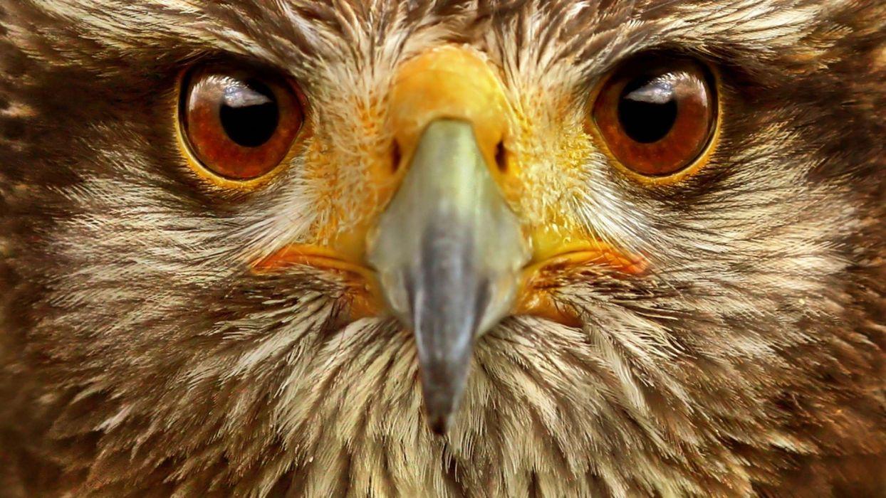 Hawk Eye Wallpapers Top Free Hawk Eye Backgrounds WallpaperAccess