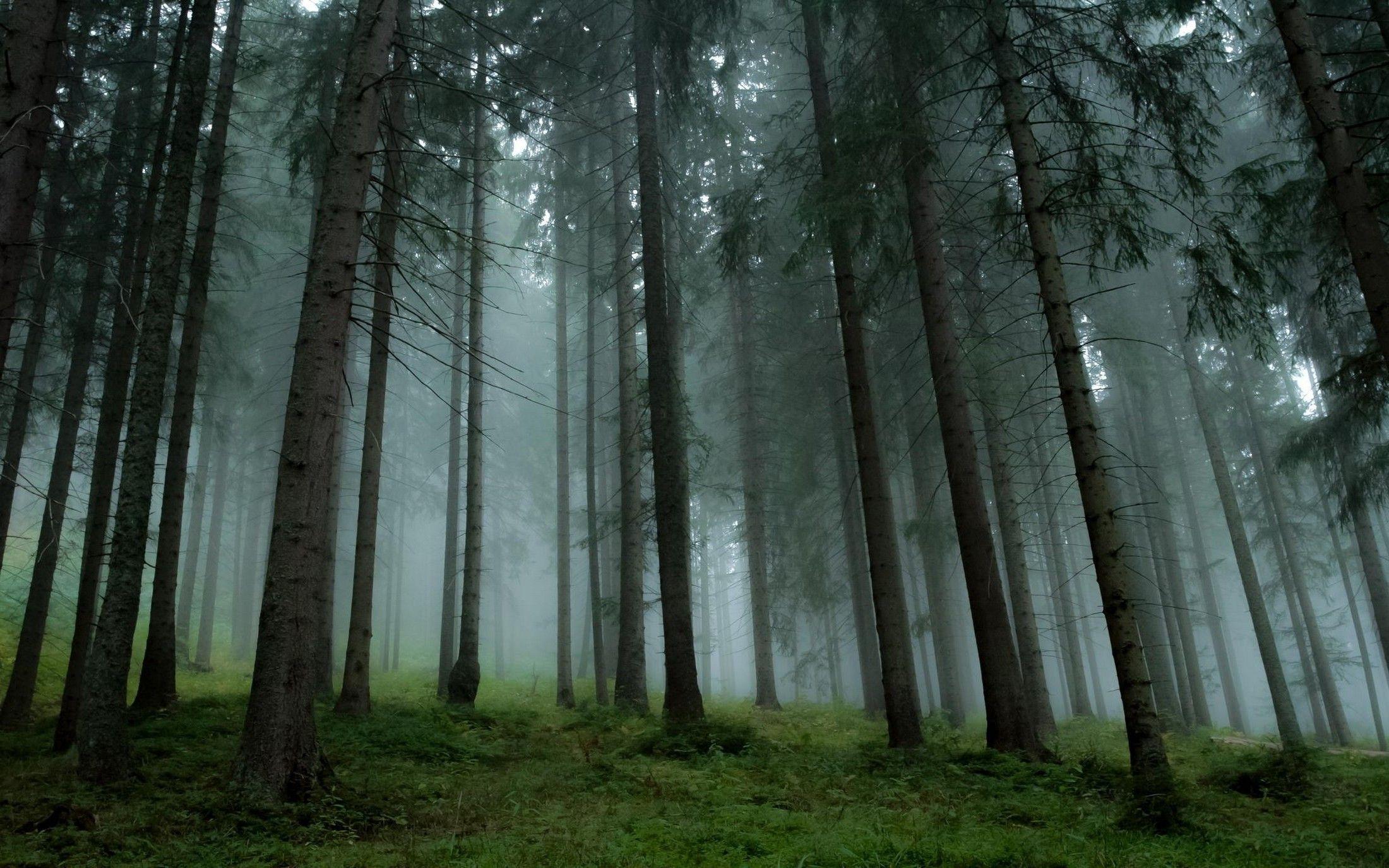 2200x1375 Pine Tree Wallpaper