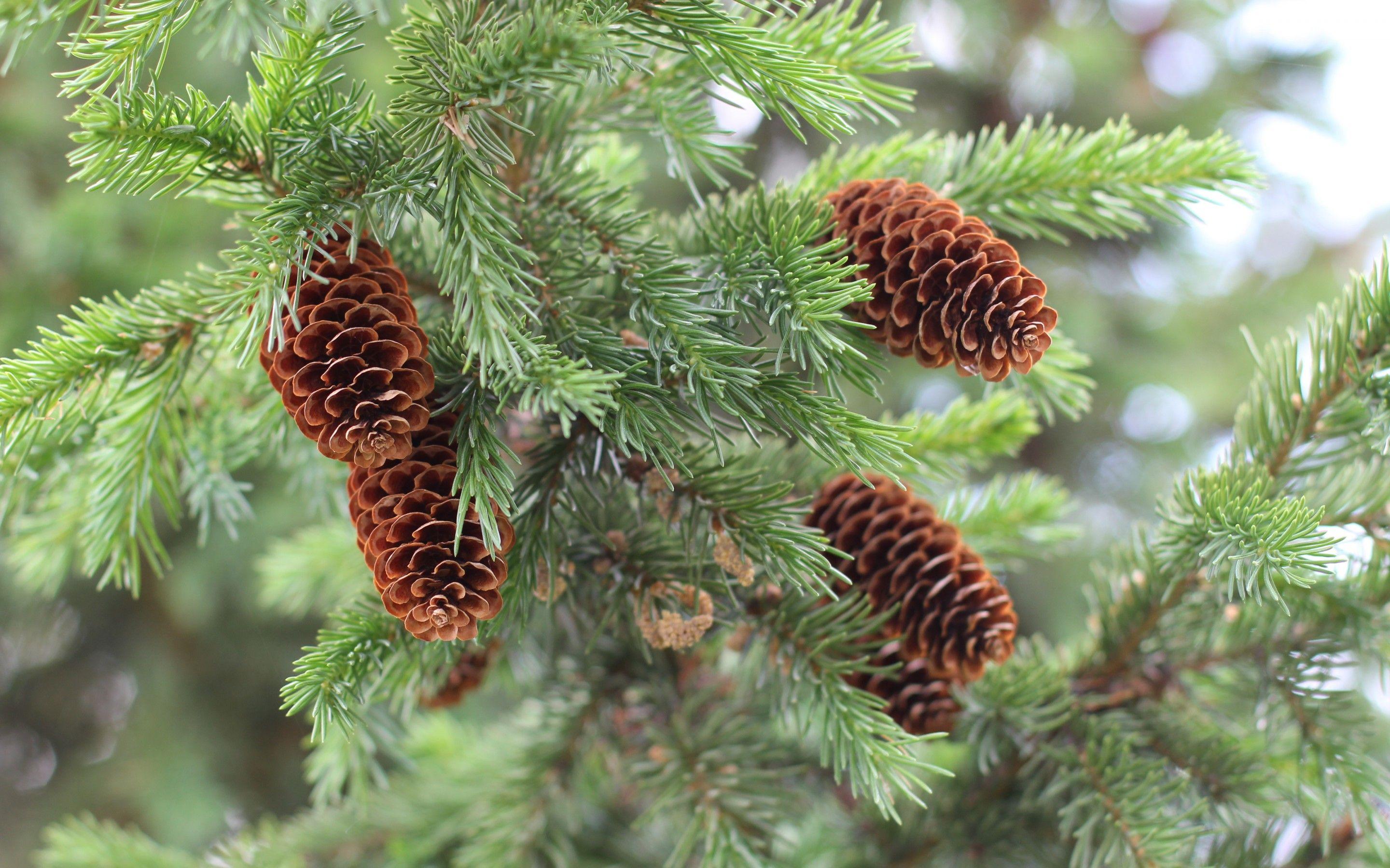 2880x1800 Pine Tree HD Wallpaper and Background Image