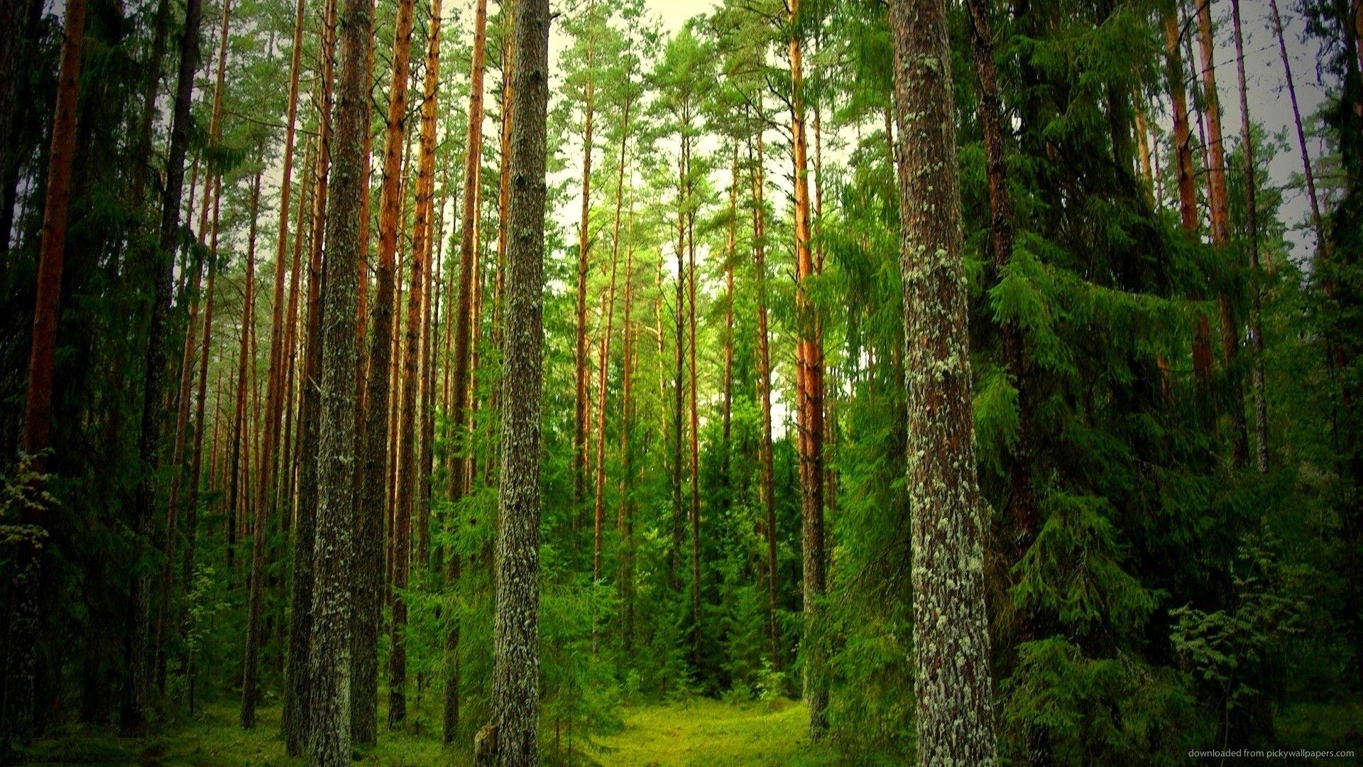 1920x1080 Pine Tree Wallpaper Tree In Forest, HD Wallpaper