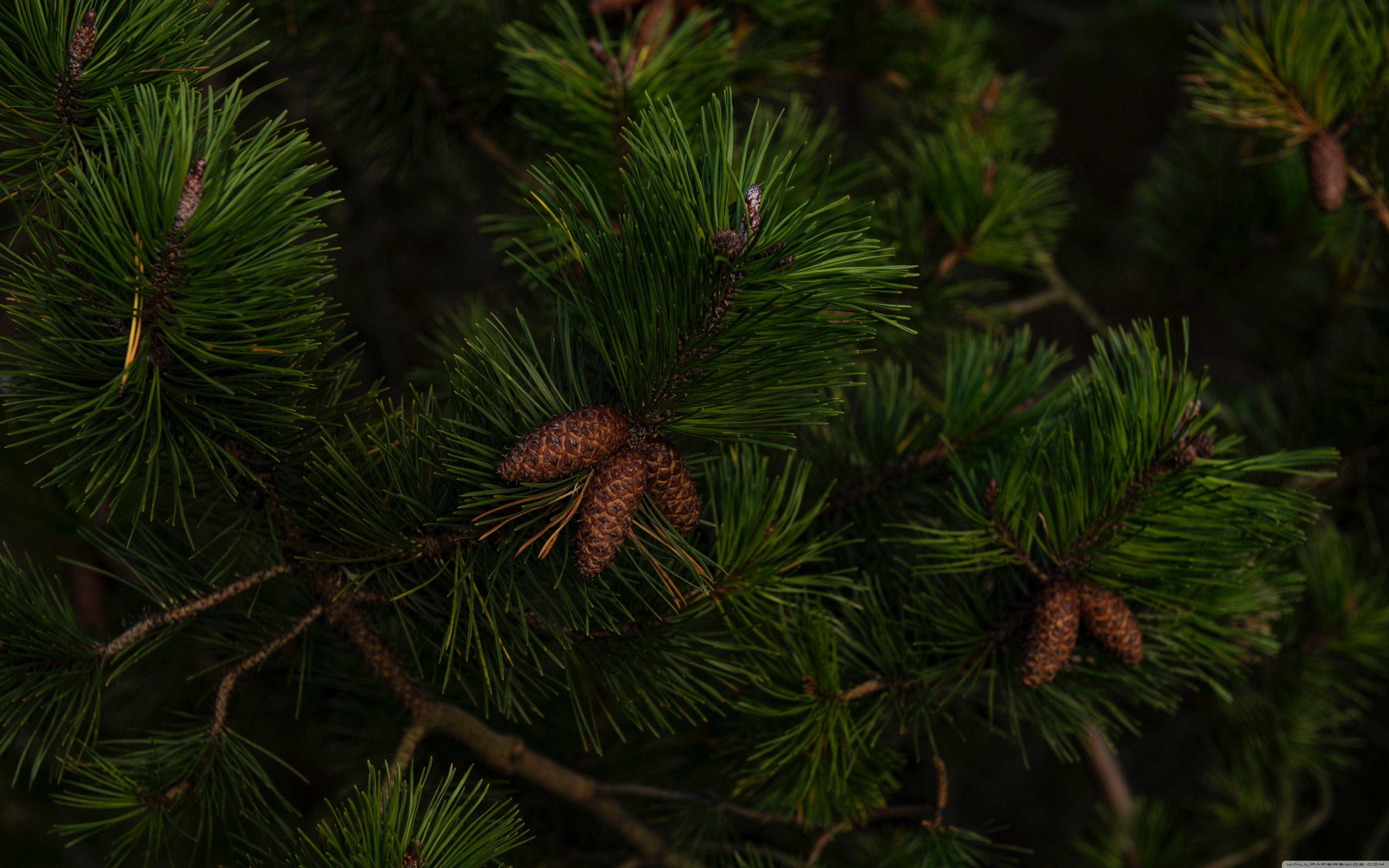 Pine Tree Wallpapers Top Free Pine Tree Backgrounds Wallpaperaccess