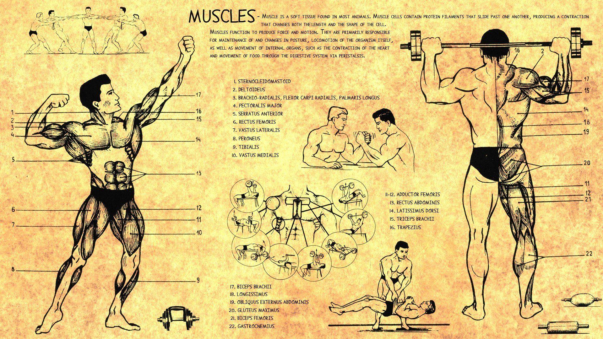 1920x1080 anatomy, Human, Muscles, Bodybuilding, Scheme, Training