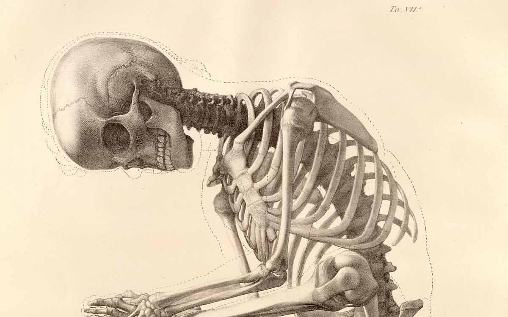 1680x1050 Anatomy Wallpaper (33 Wallpaper)
