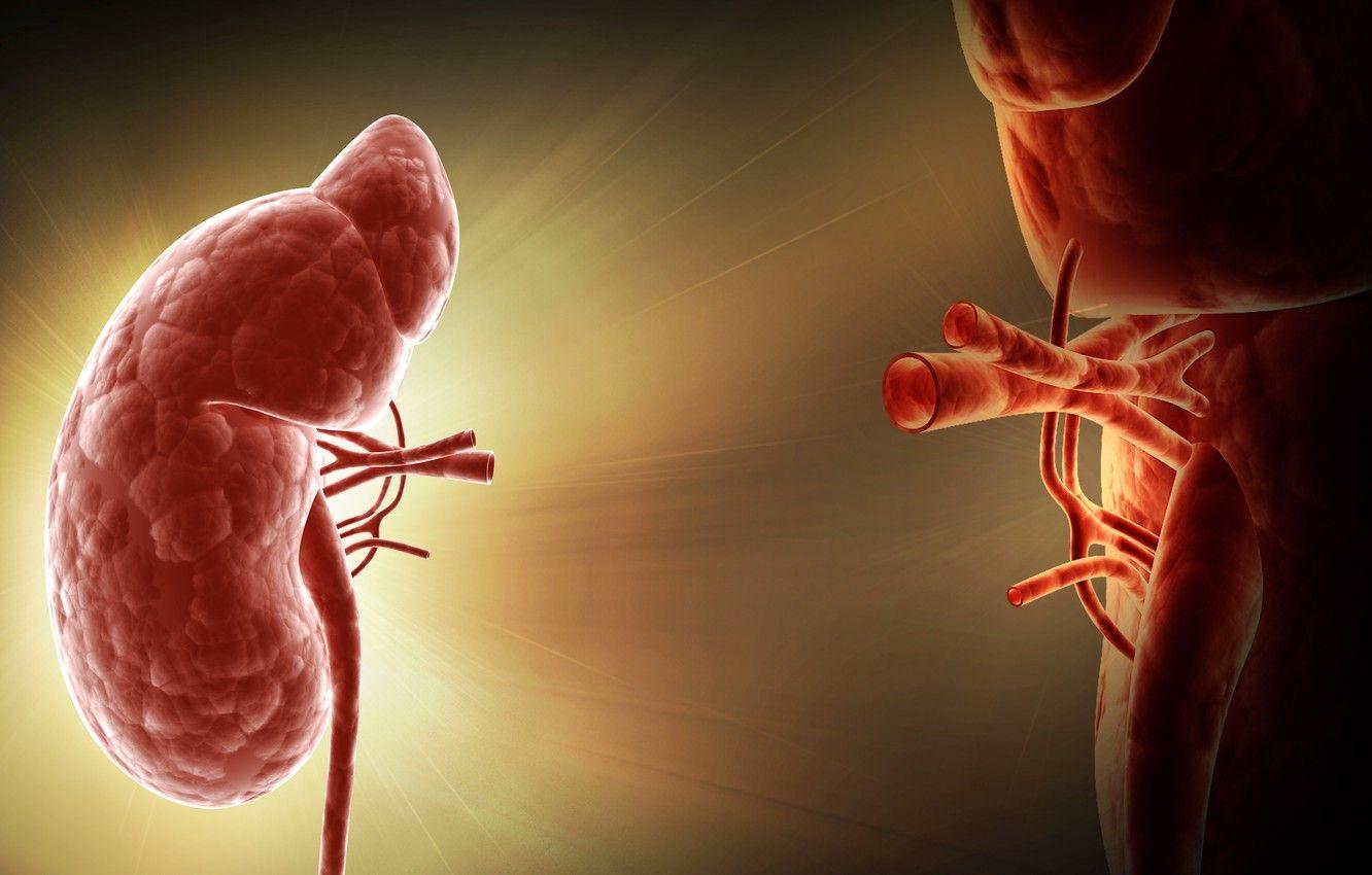 1332x850 Wallpaper human, Kidney, organ of the human body image