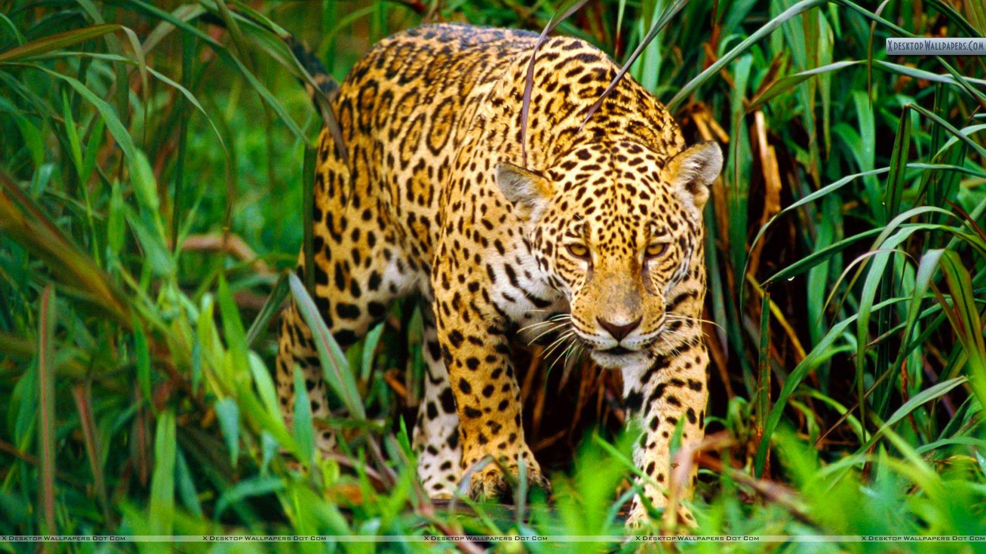 1920x1080 Morning Hunt, South America Wallpaper