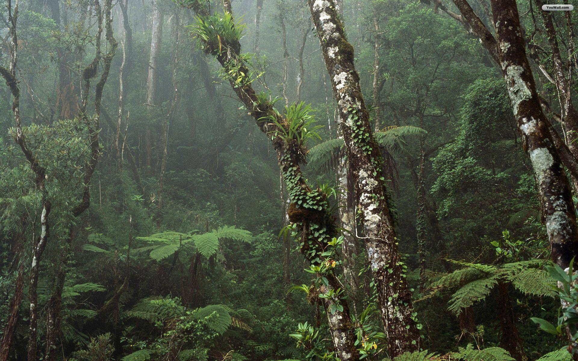 На каком материке расположен дождевой лес сельва. Тропические дождевые леса Амазонии. Влажные тропические леса Борнео. Джунгли Борнео. Сельва Южной Америки.