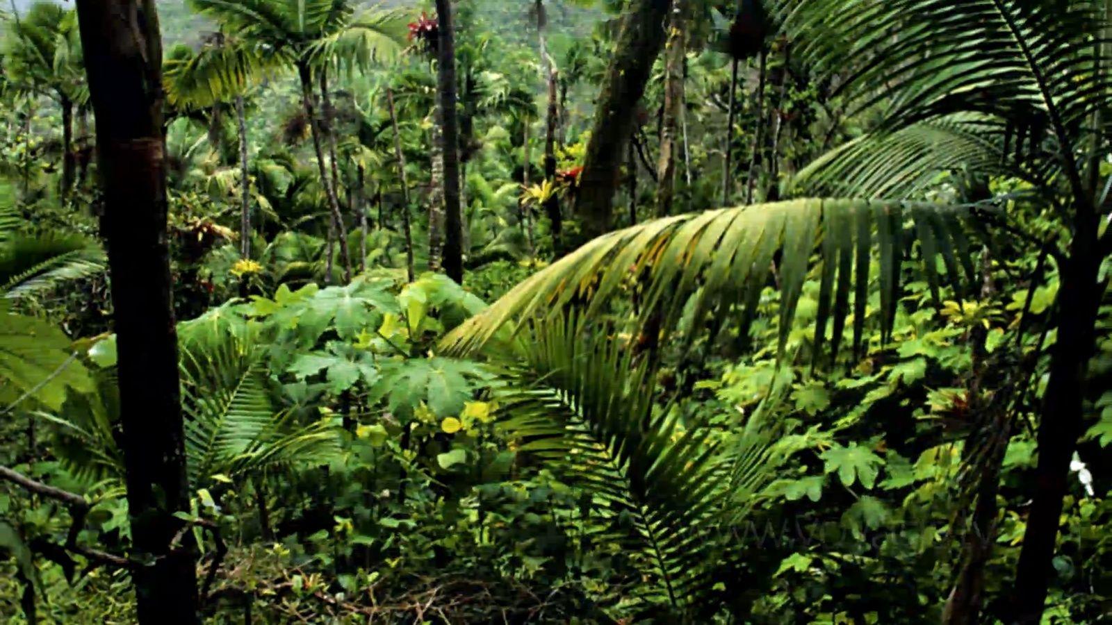 Amazon Rainforest Wallpapers - Top Free Amazon Rainforest Backgrounds