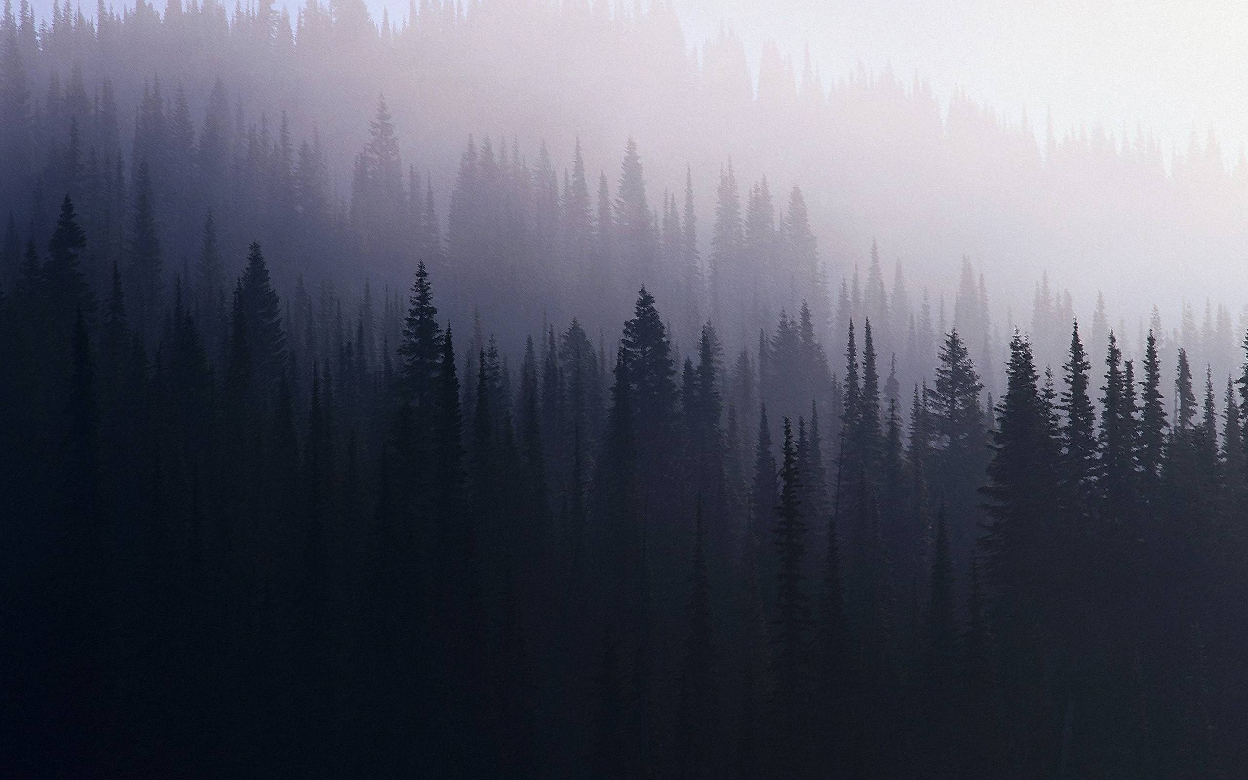 Minimal Forest Wallpapers - Top Free Minimal Forest Backgrounds ...