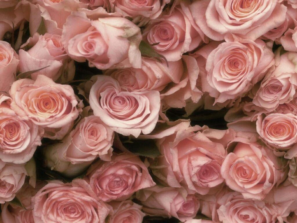 1024x768 Rose desktop wallpaper