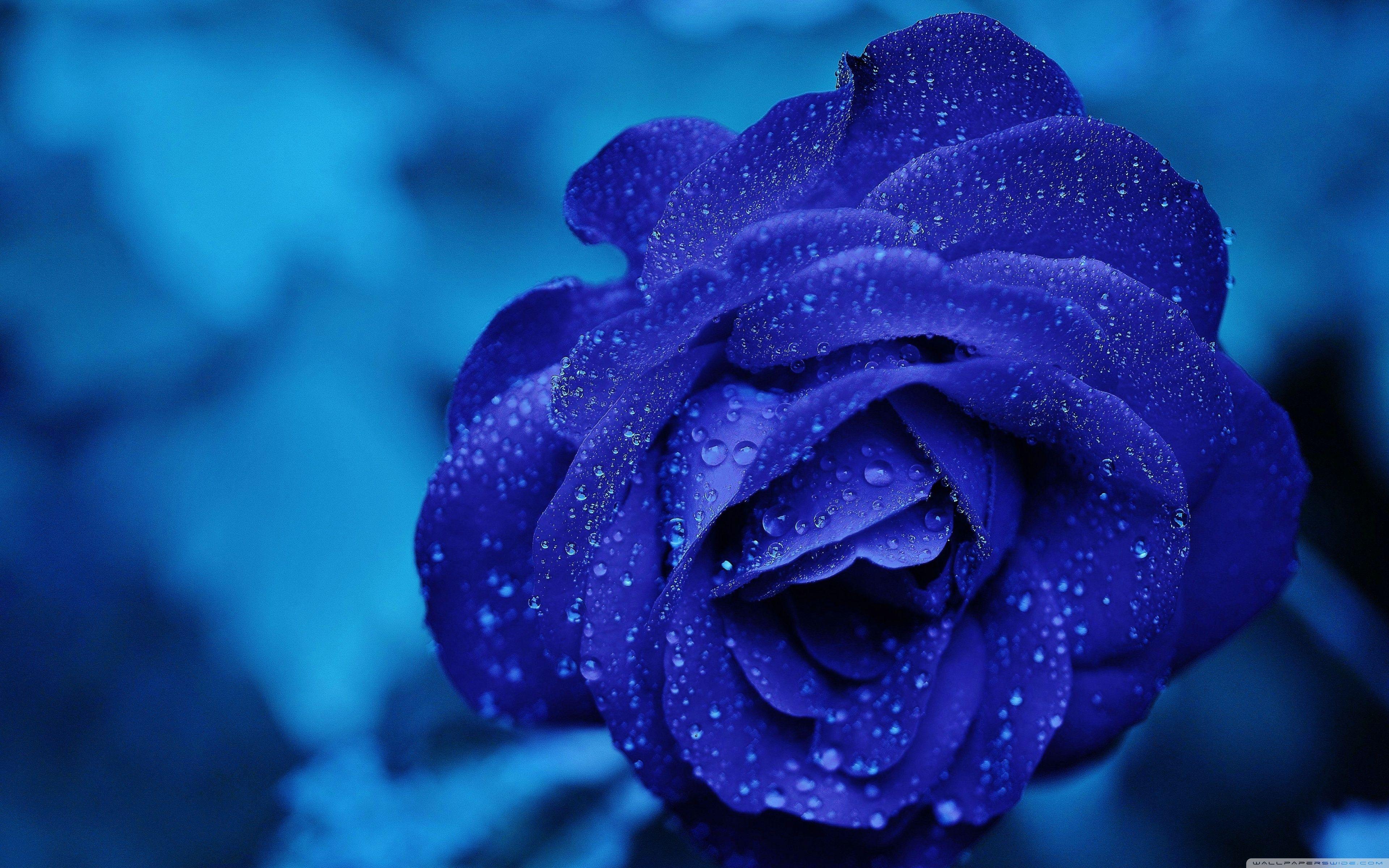 3840x2400 Blue Rose Macro ❤ 4K HD Desktop Wallpaper for 4K Ultra HD