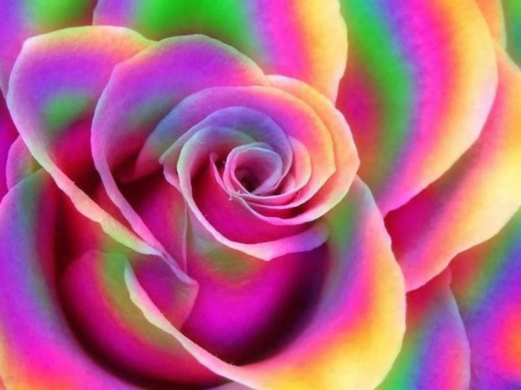 1024x768 Sat 13 Jun 2015 Rainbow Rose Desktop Wallpaper