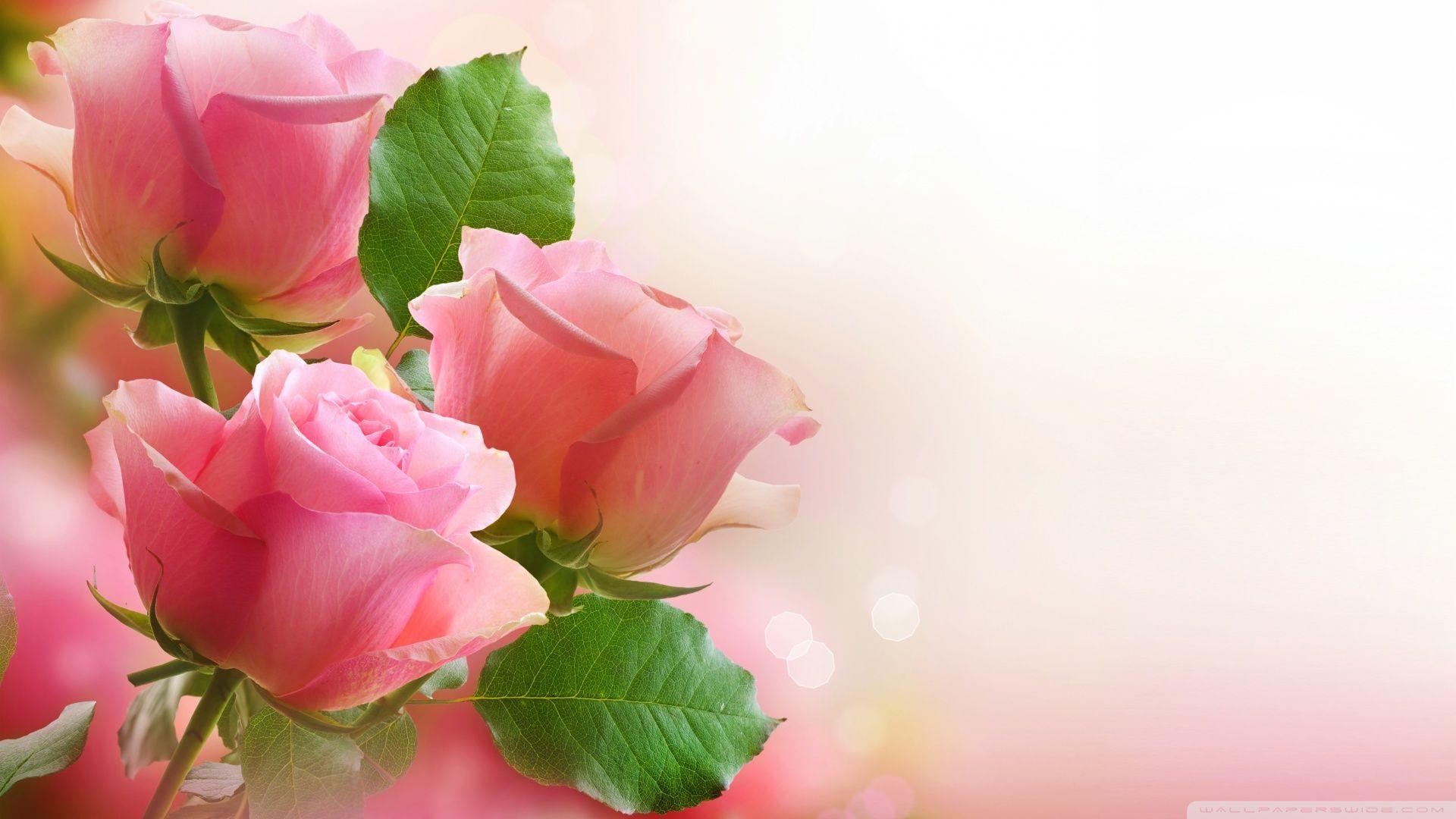 1920x1080 Light Pink Roses ❤ 4K HD Desktop Wallpaper for 4K Ultra