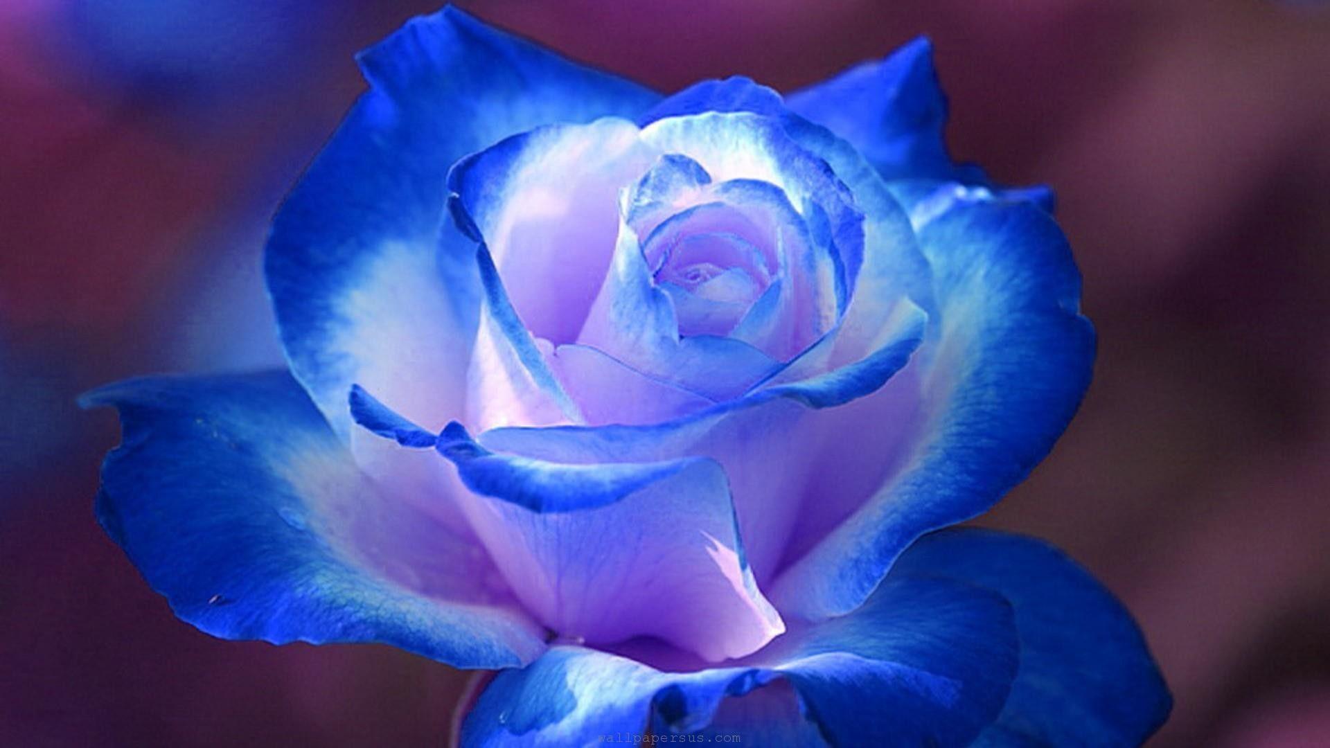 1920x1080 Blue Rose Wallpaper