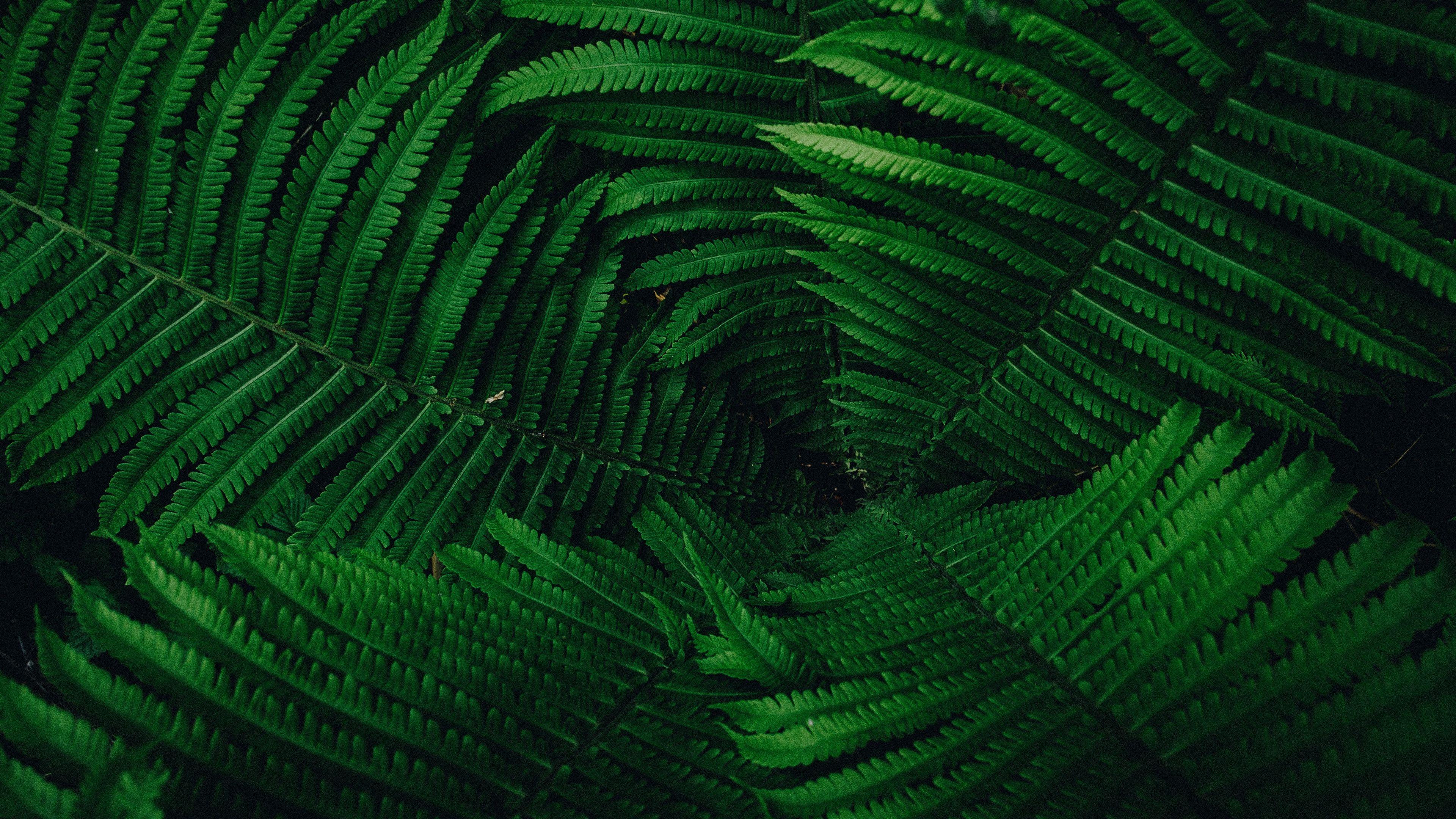 3840x2160 Download wallpaper 3840x2160 plant, leaves, green 4k uhd 16