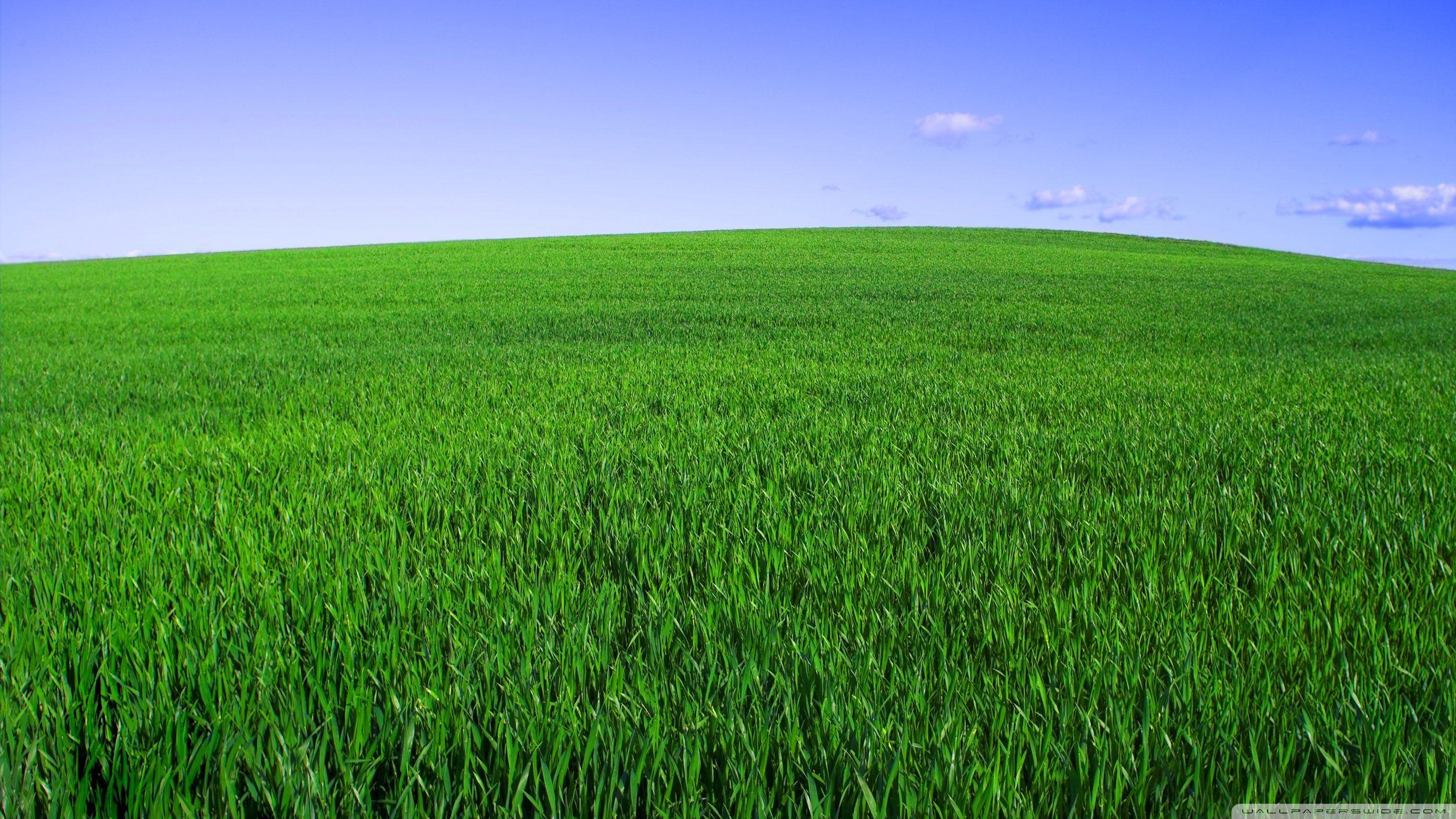 2560x1440 Deep Green Wallpaper