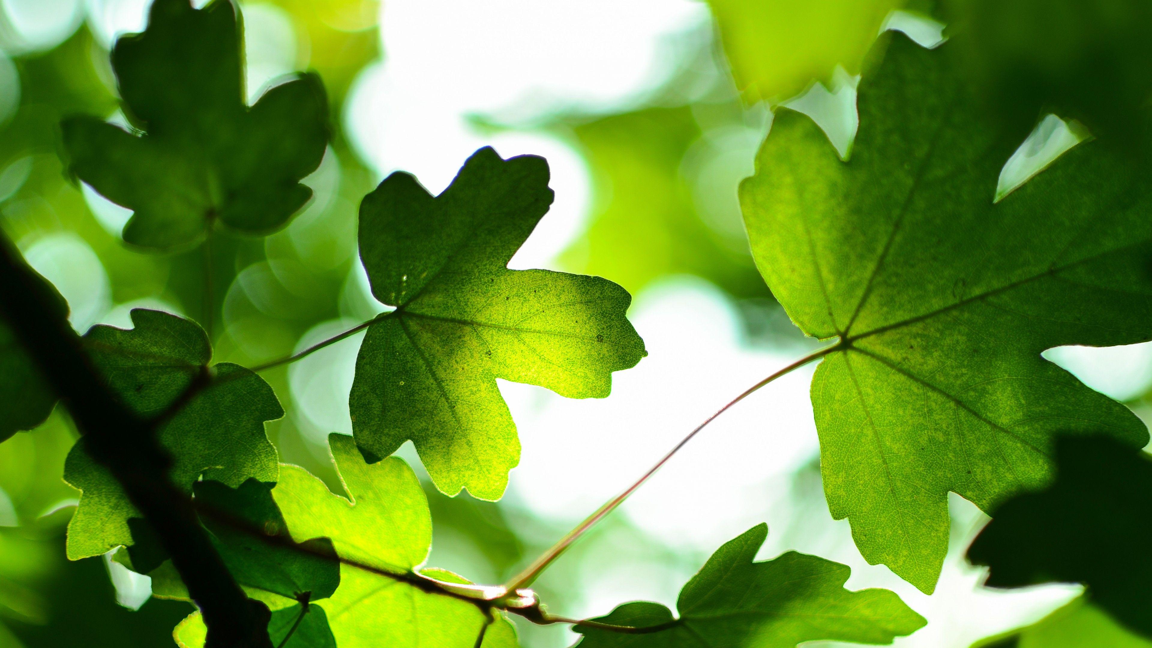 3840x2160 Green Leaves 4K Wallpaper