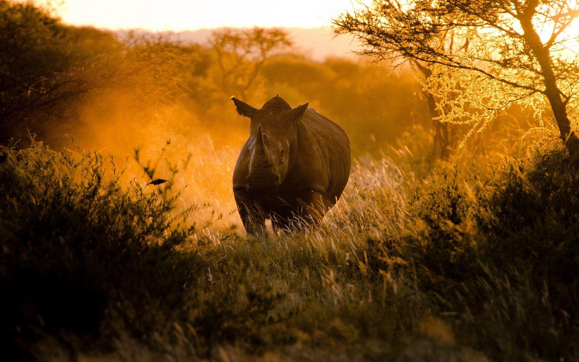 1920x1200 Wallpaper African, sunset, sunlight, rhinoceros 1920x1200 HD