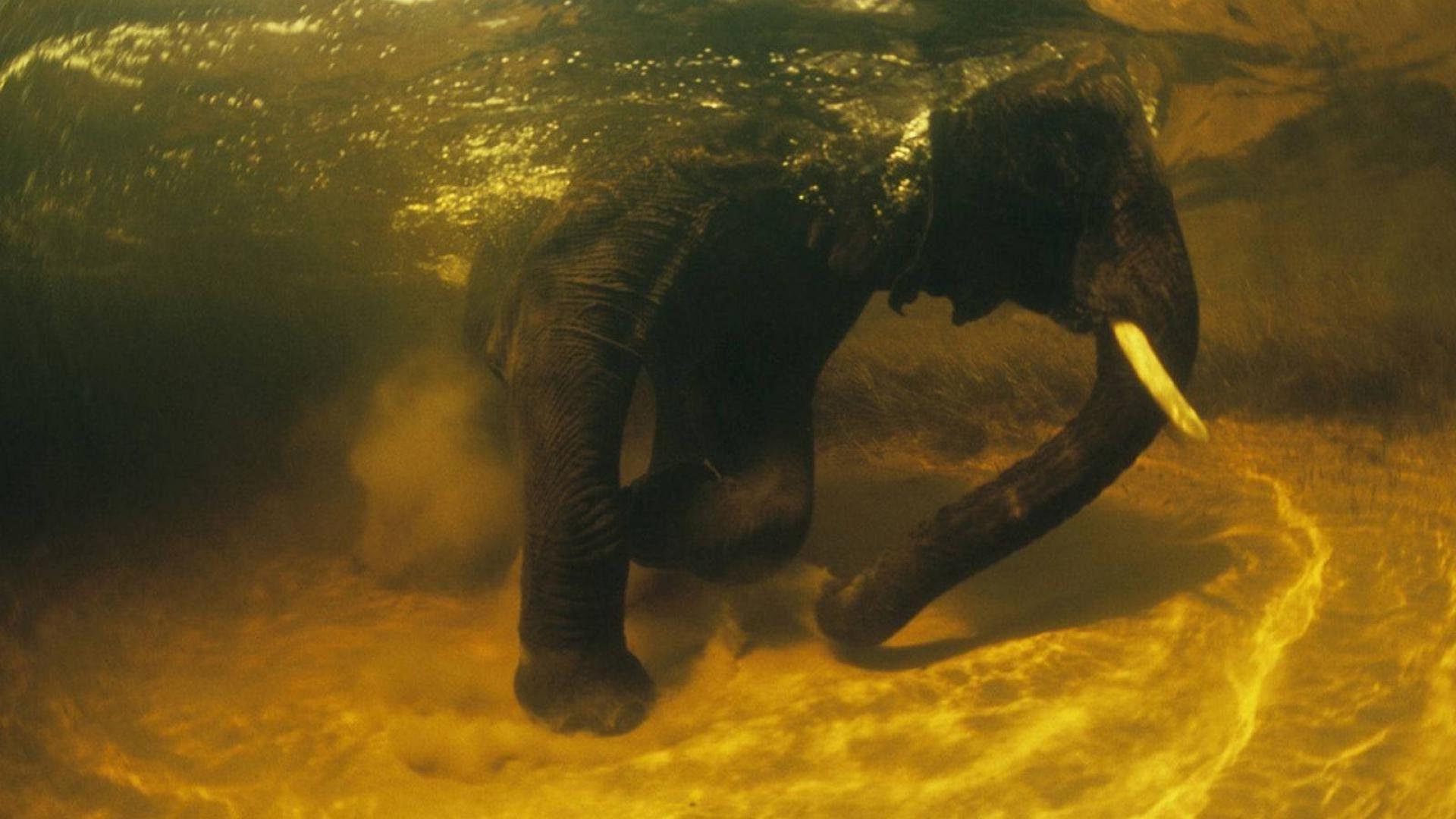 1920x1080 animals, Elephants, Underwater, Africa, Nature, Wildlife