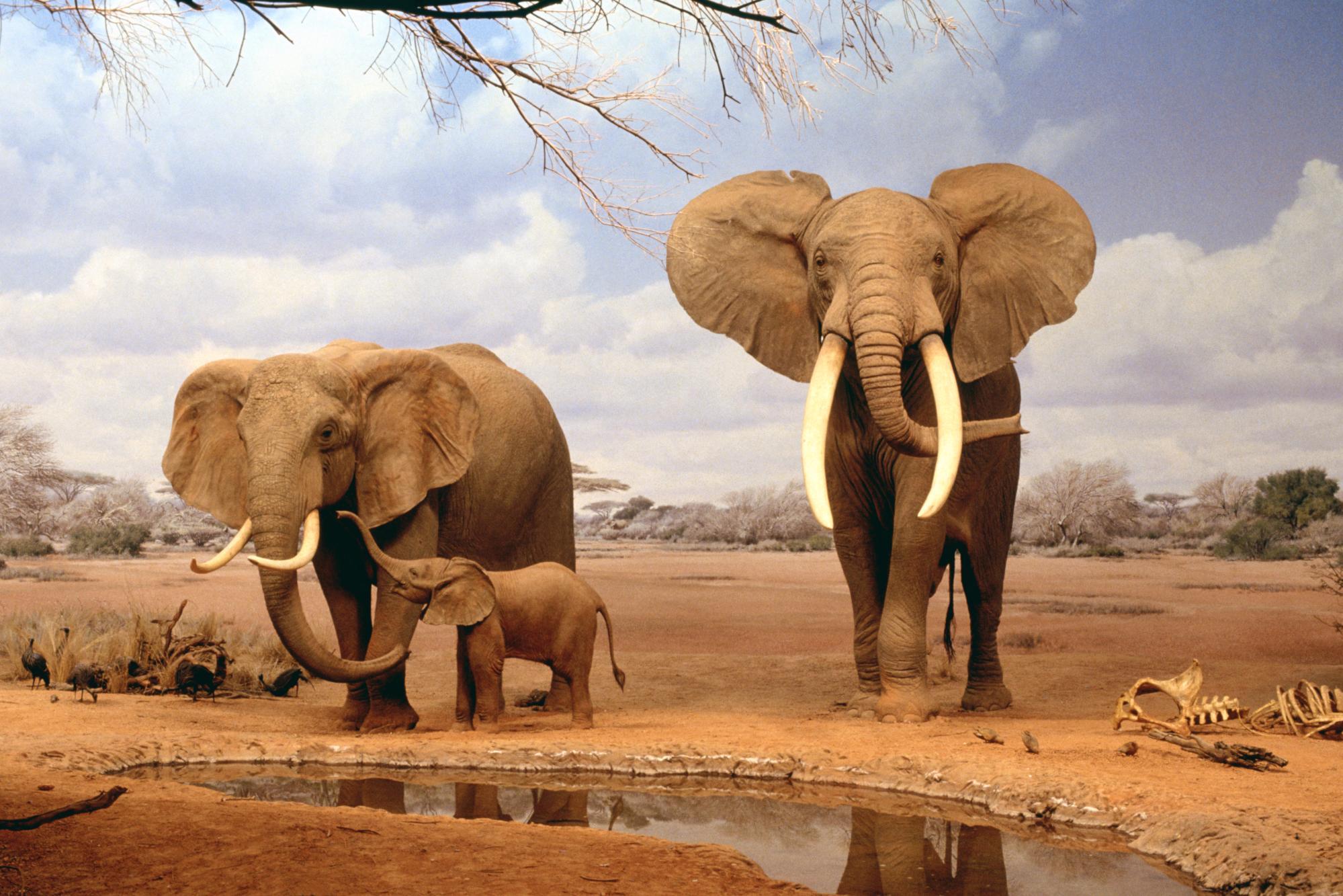 1999x1333 African Animals 1920x1080 Wallpaper HD