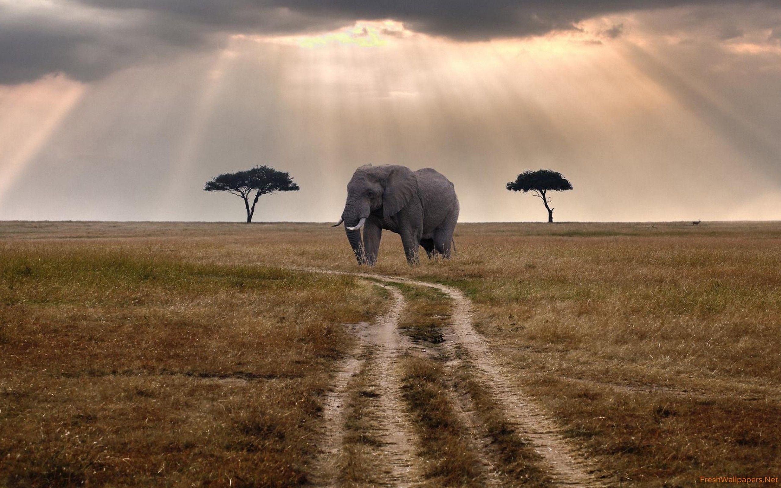 2560x1600 African elephant wallpaper