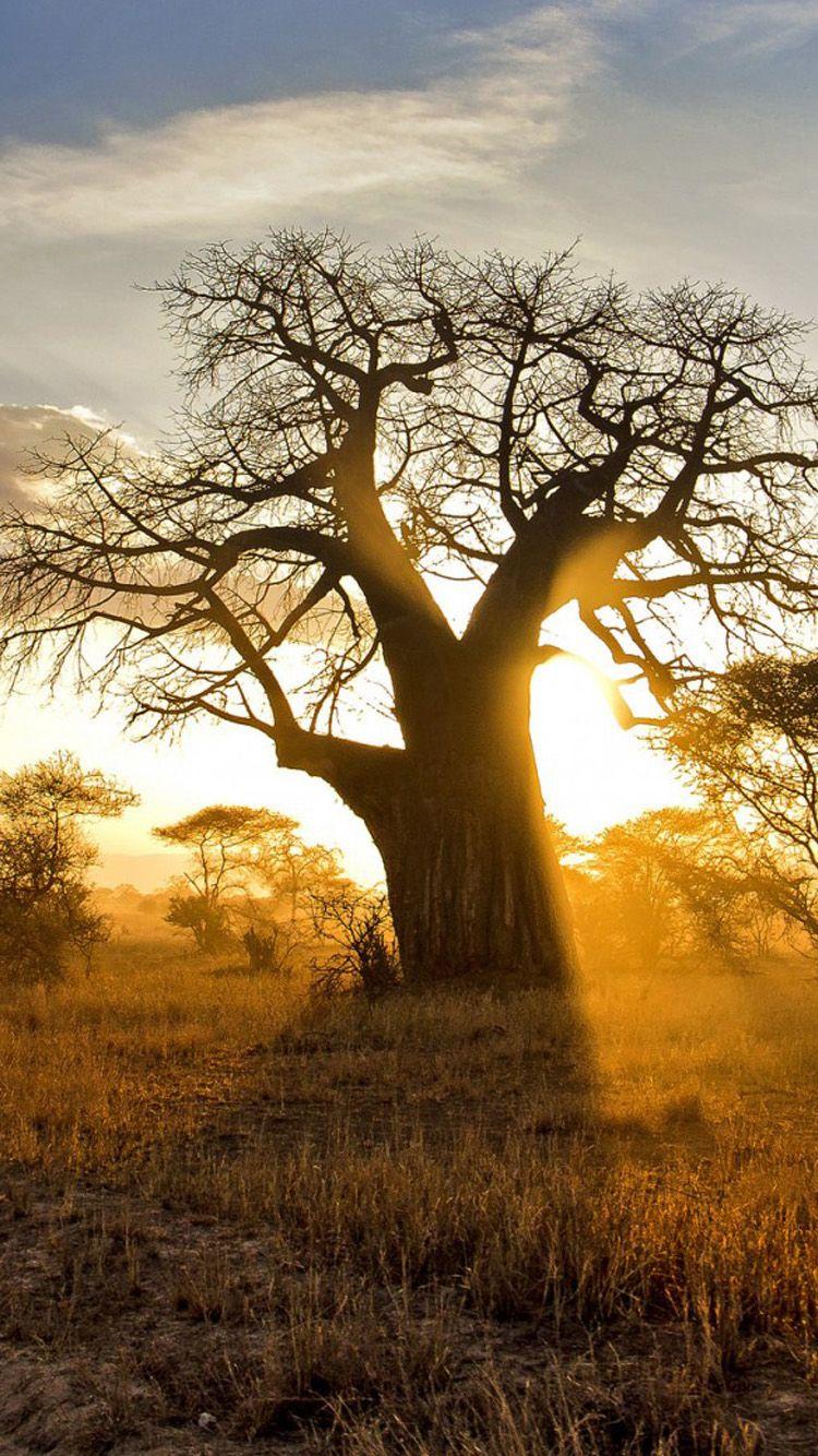 750x1334 Source: HD Africa Wallpaper- Wallperio.com™
