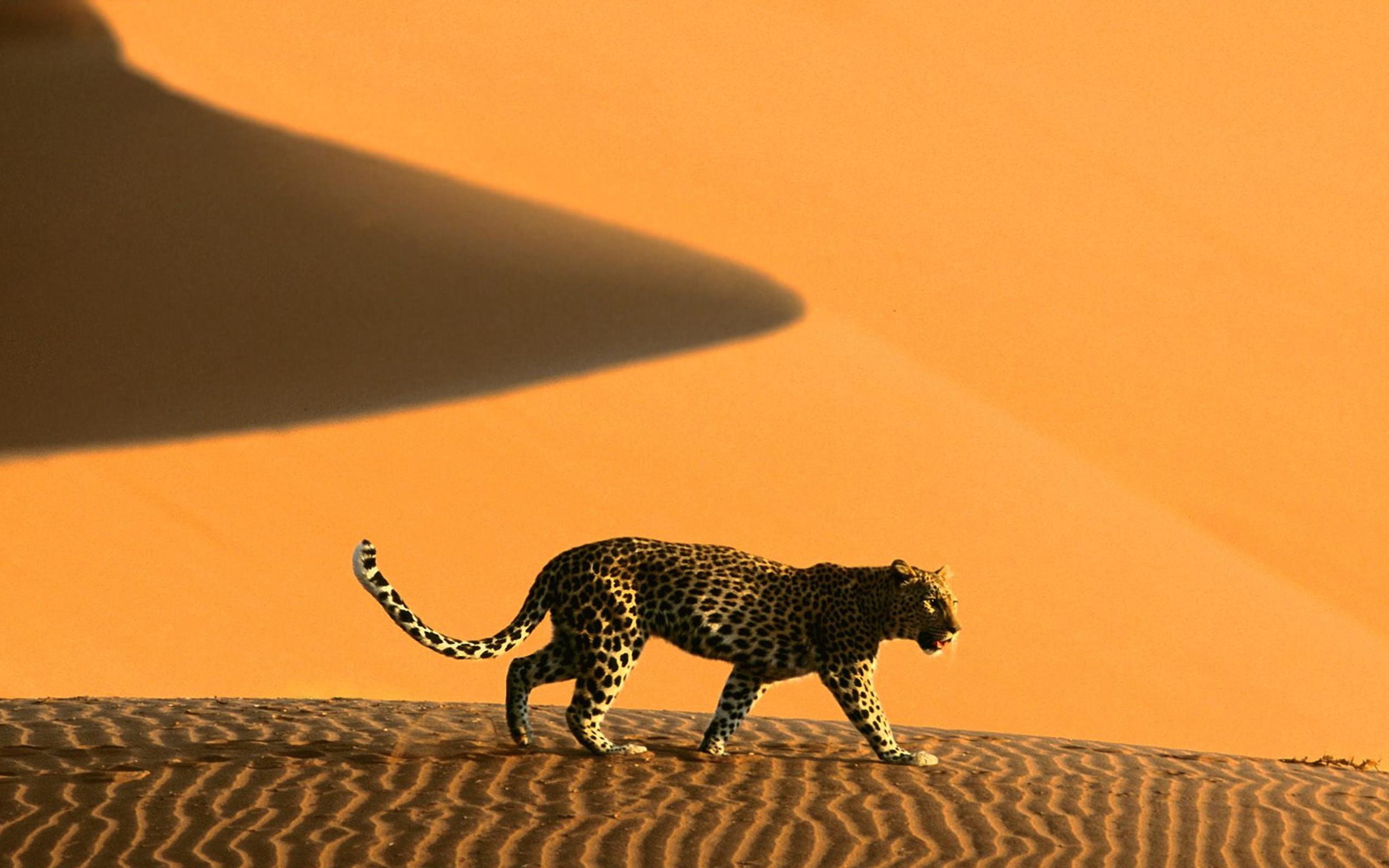 2560x1600 Africa Wallpaper