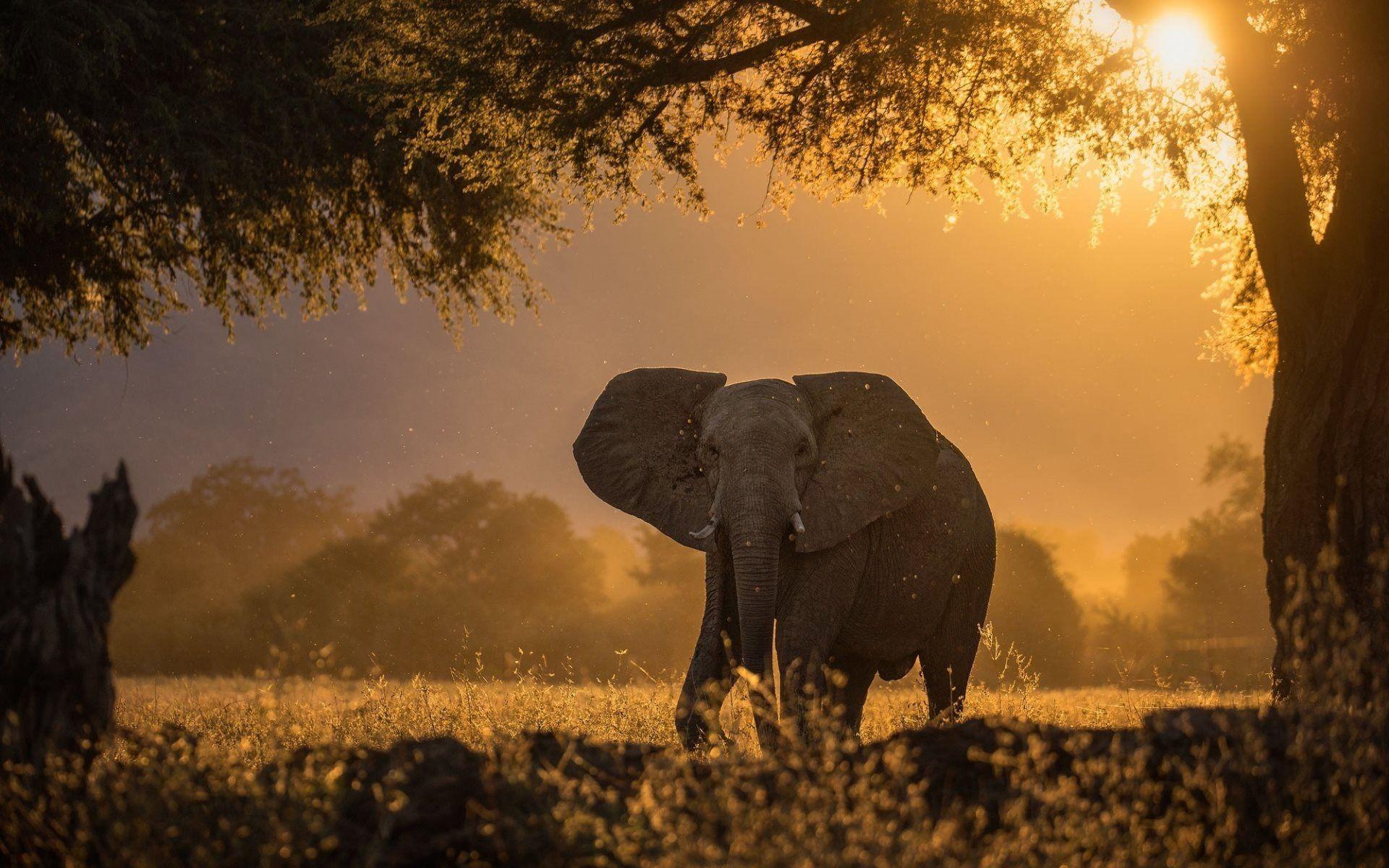1920x1200 Download wallpaper elephant, sunset, Africa, wildlife