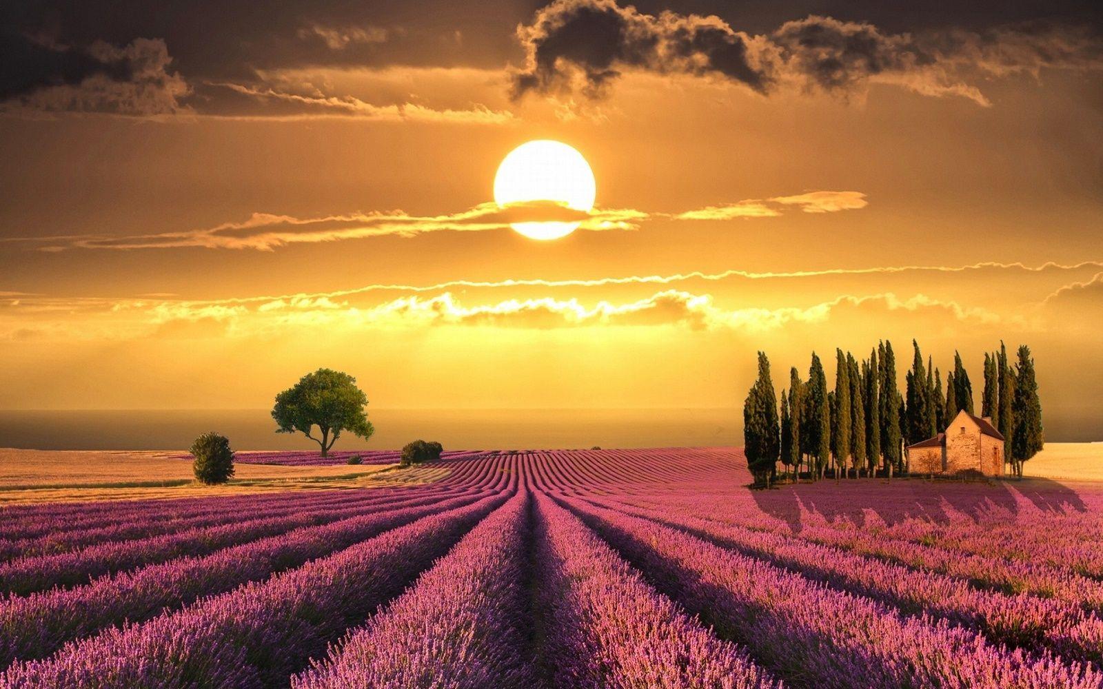 1600x1000 Tuscany Wonderful Sunset Over Lavender Fields Italy HD