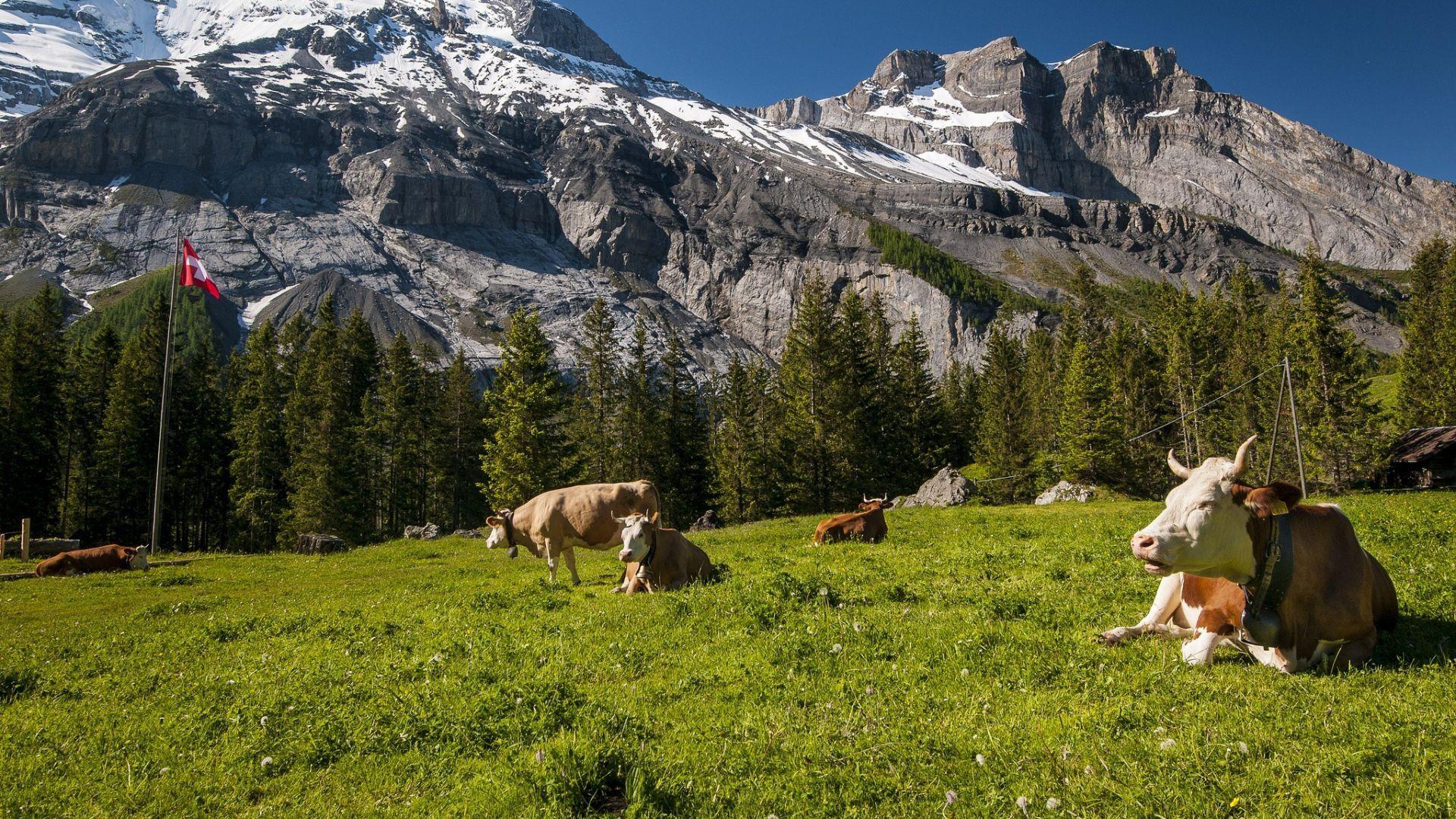 1920x1080 Download Wallpaper 1920x1080 switzerland, mountains, cows