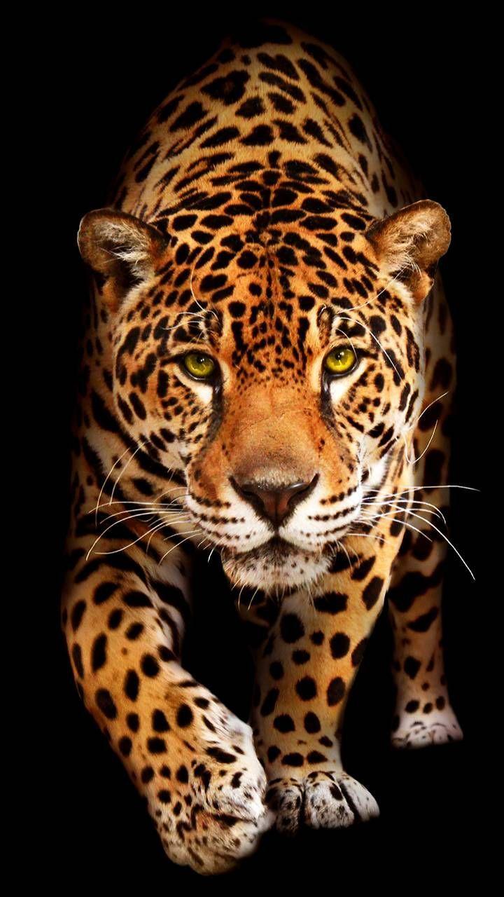 720x1280 Download Jaguar Wallpaper