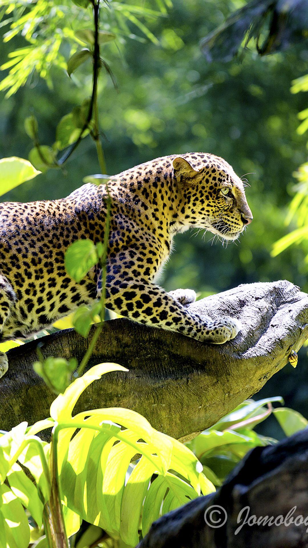 1080x1920 Animal Jaguar (1080x1920) Wallpaper