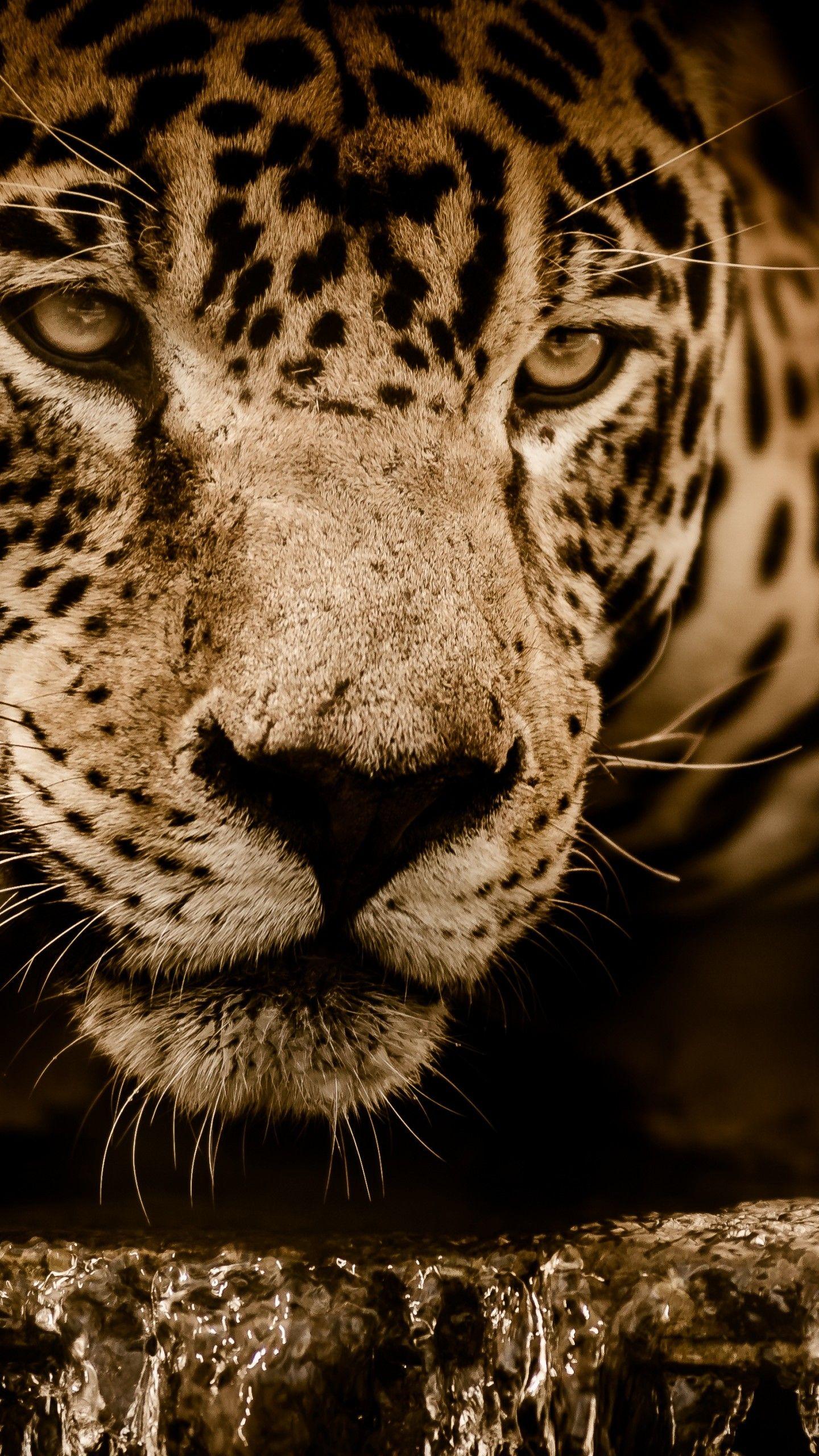 1440x2560 Wallpaper Jaguar, HD, 4K, Animals