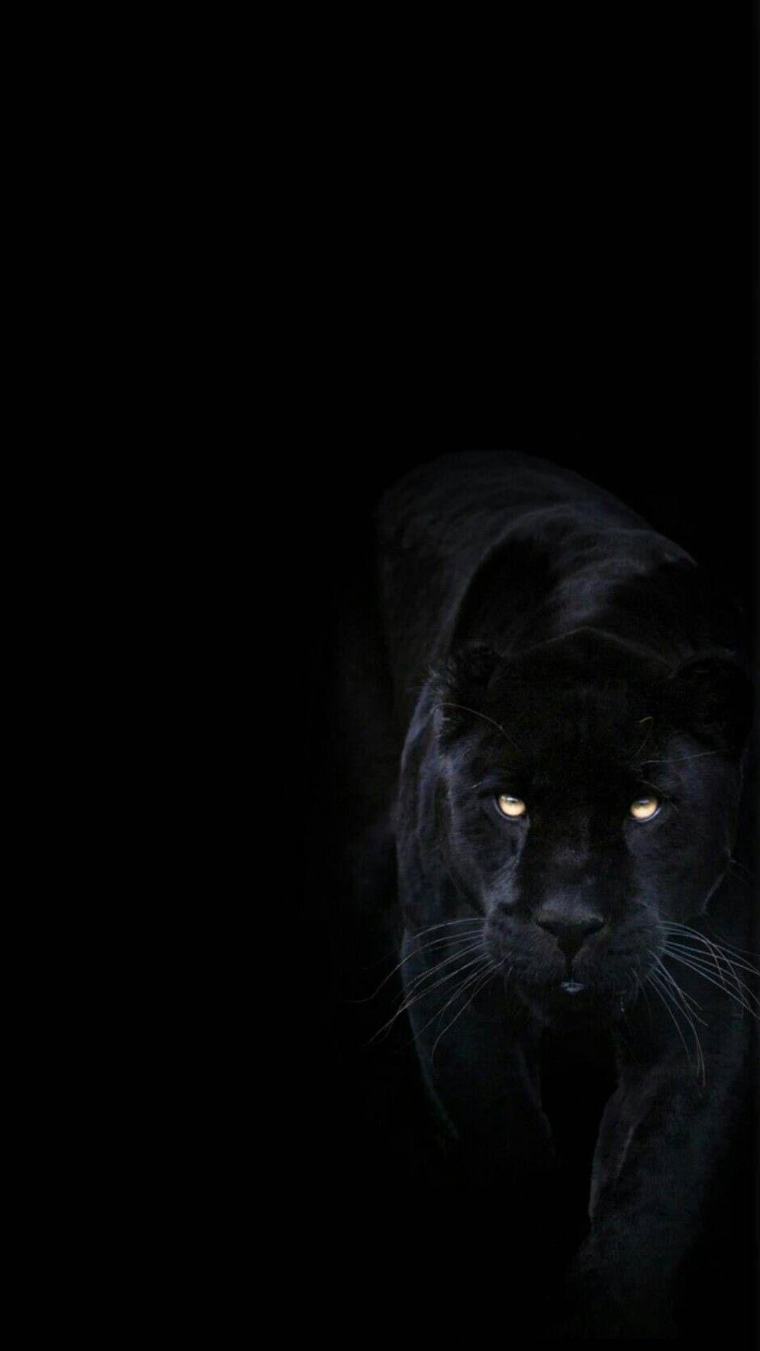 1080x1920 MuchaTseBle. Amoled. Animal wallpaper, Dark