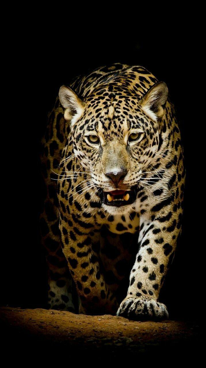 716x1278 funny animels. Live wallpaper