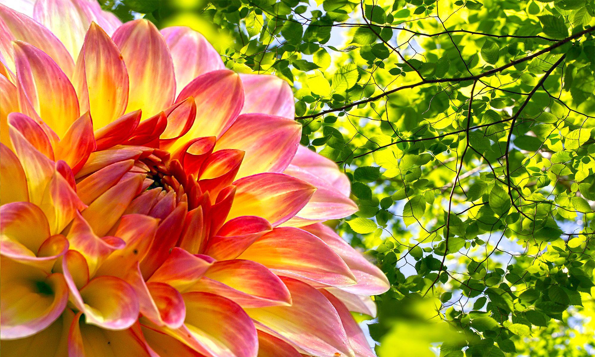 2000x1200 Wallpaper For Laptop Best Picture NSempire