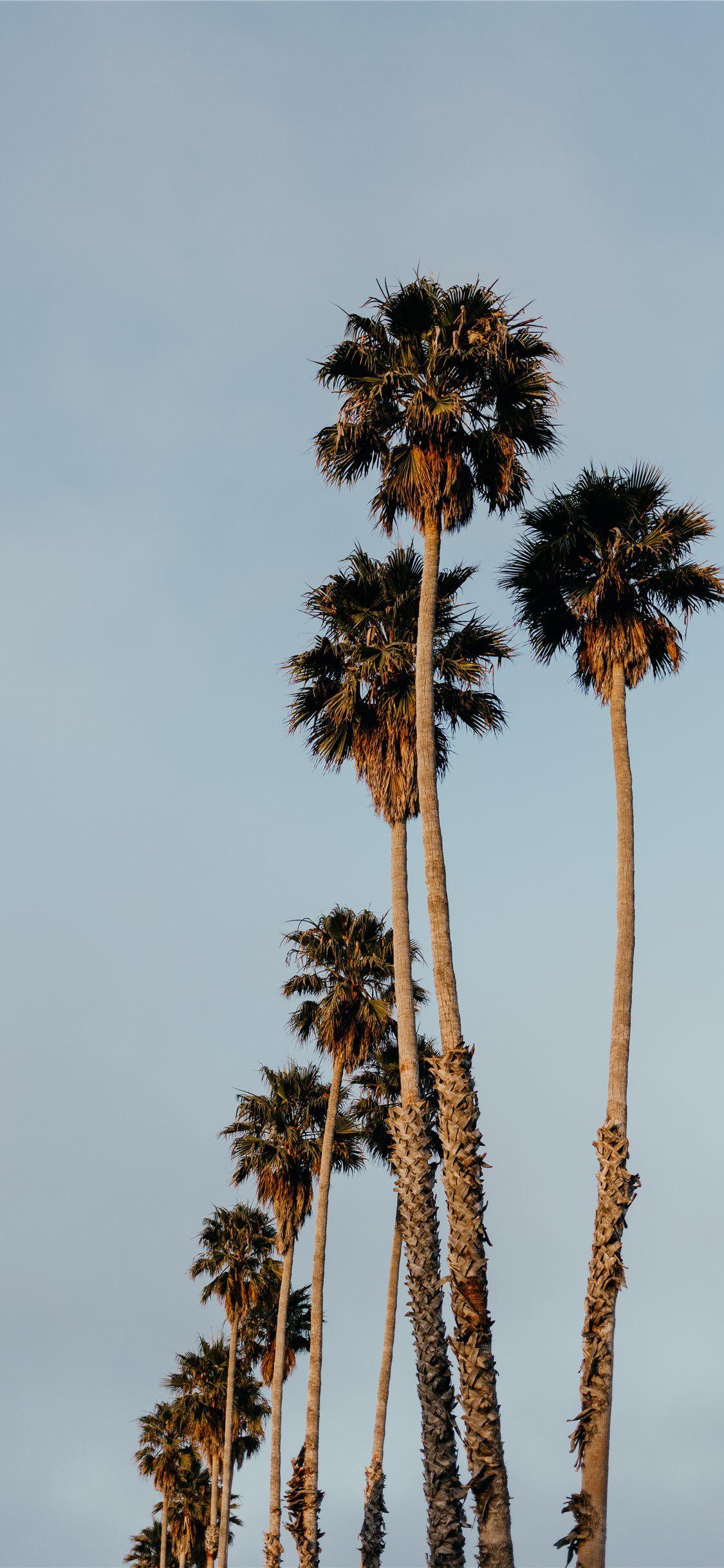 1125x2436 Palms from Santa Cruz iPhone X Wallpaper Free Download