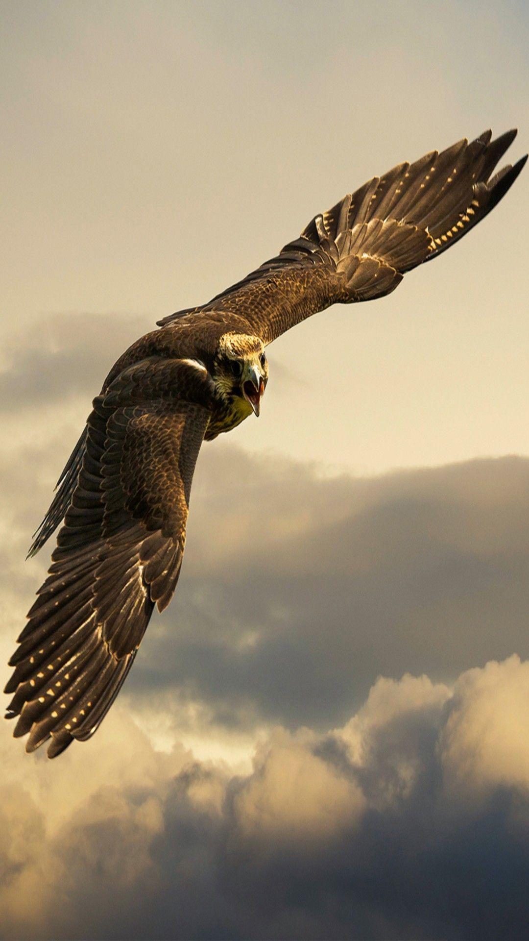 1080x1920 iPhone Wallpaper. Eagle wallpaper