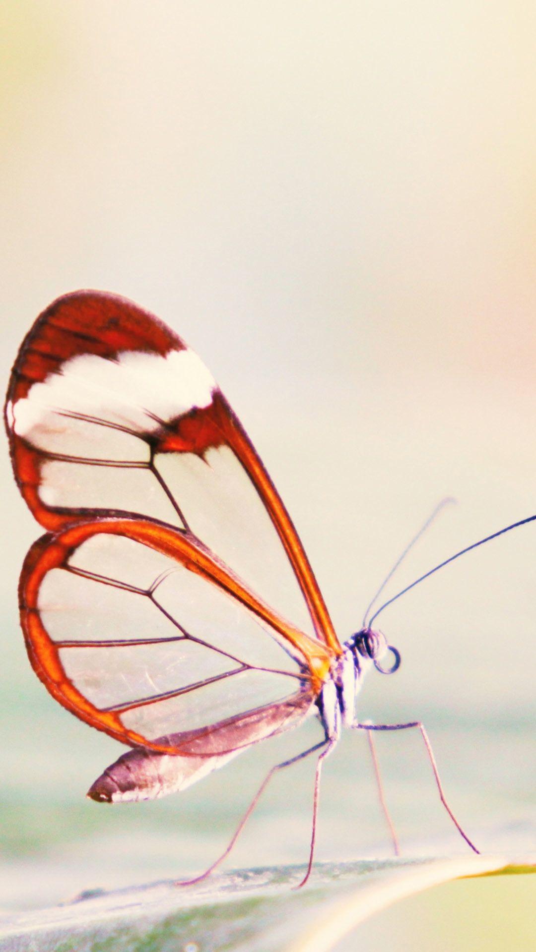 1080x1920 Cute Butterfly Close Up Android Wallpaper free download