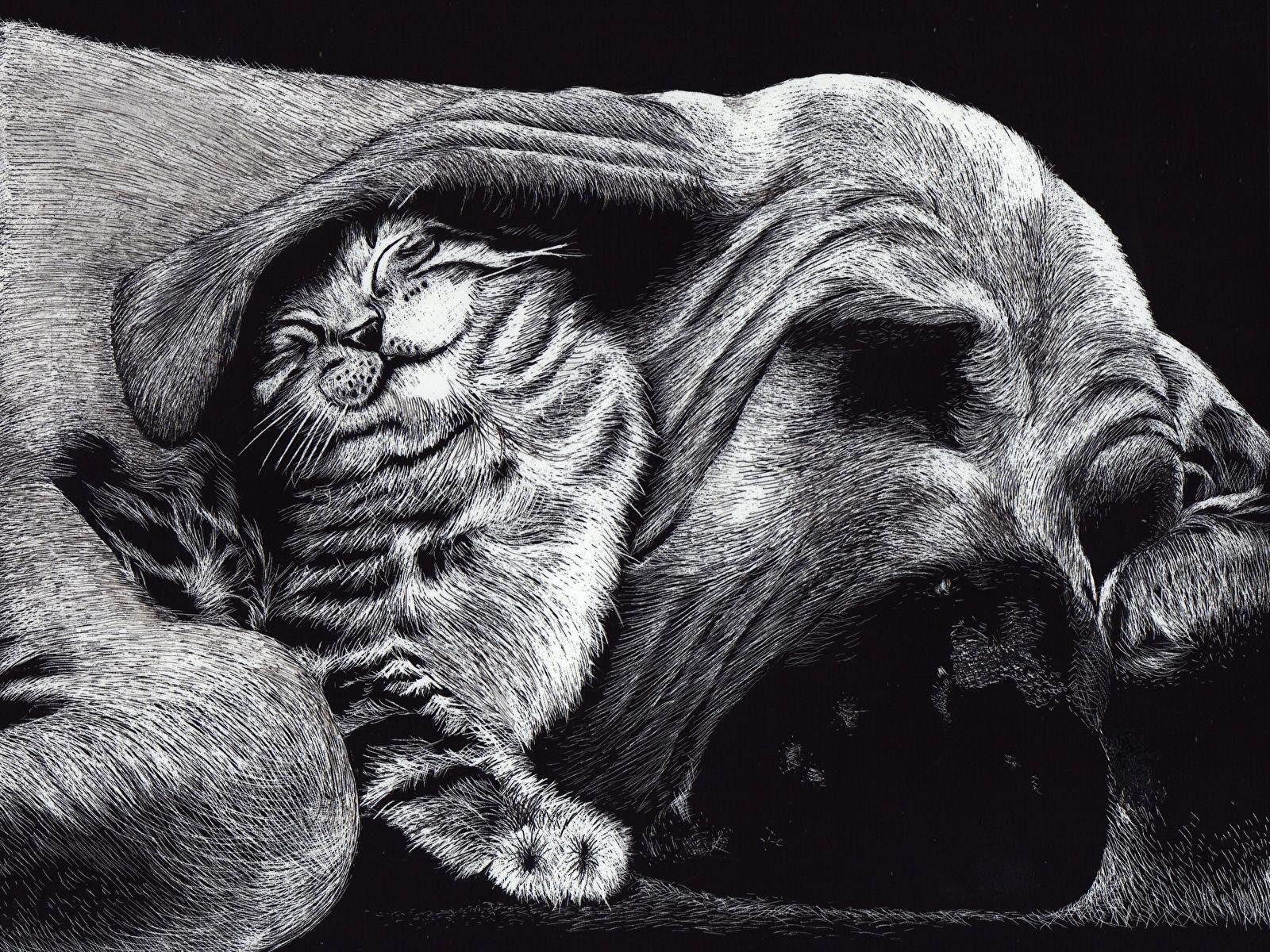 1600x1200 Desktop Wallpaper Animals cat Dogs Friends 2 Sleep Black