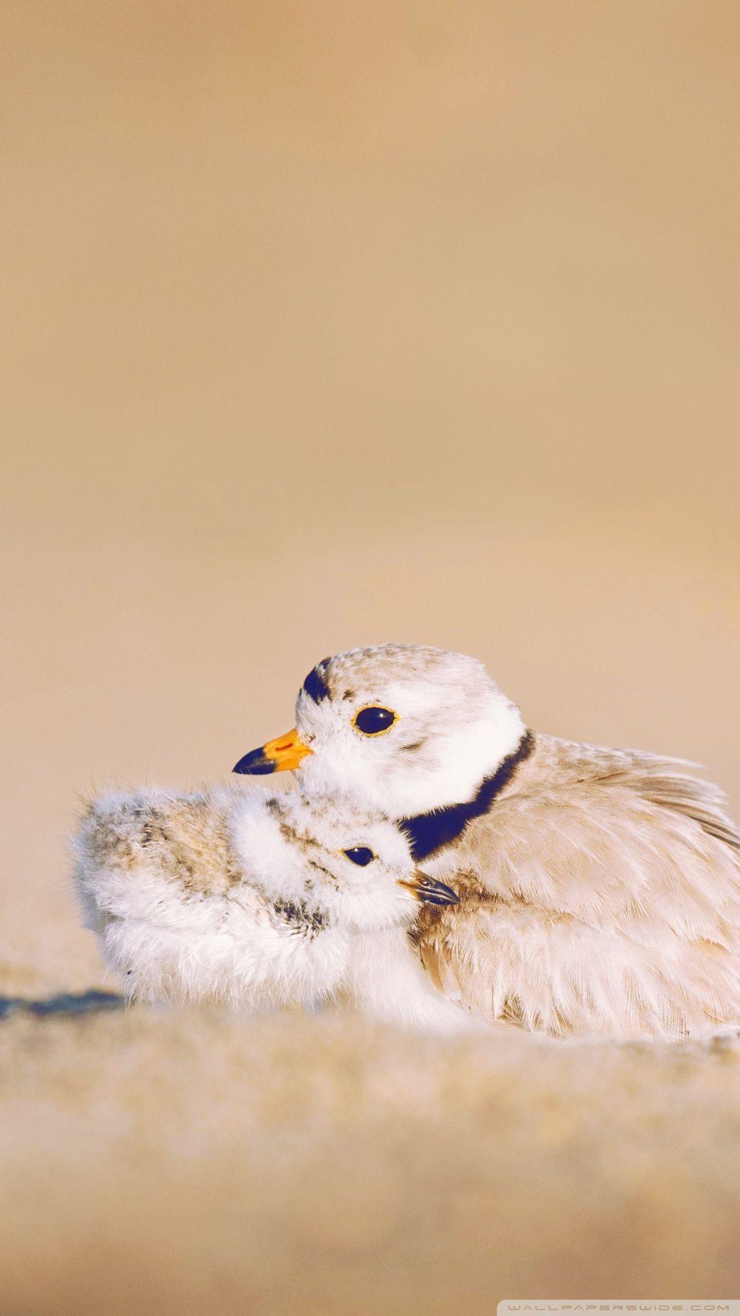 1080x1920 Cute Newborn Chick ❤ 4K HD Desktop Wallpaper for • Tablet