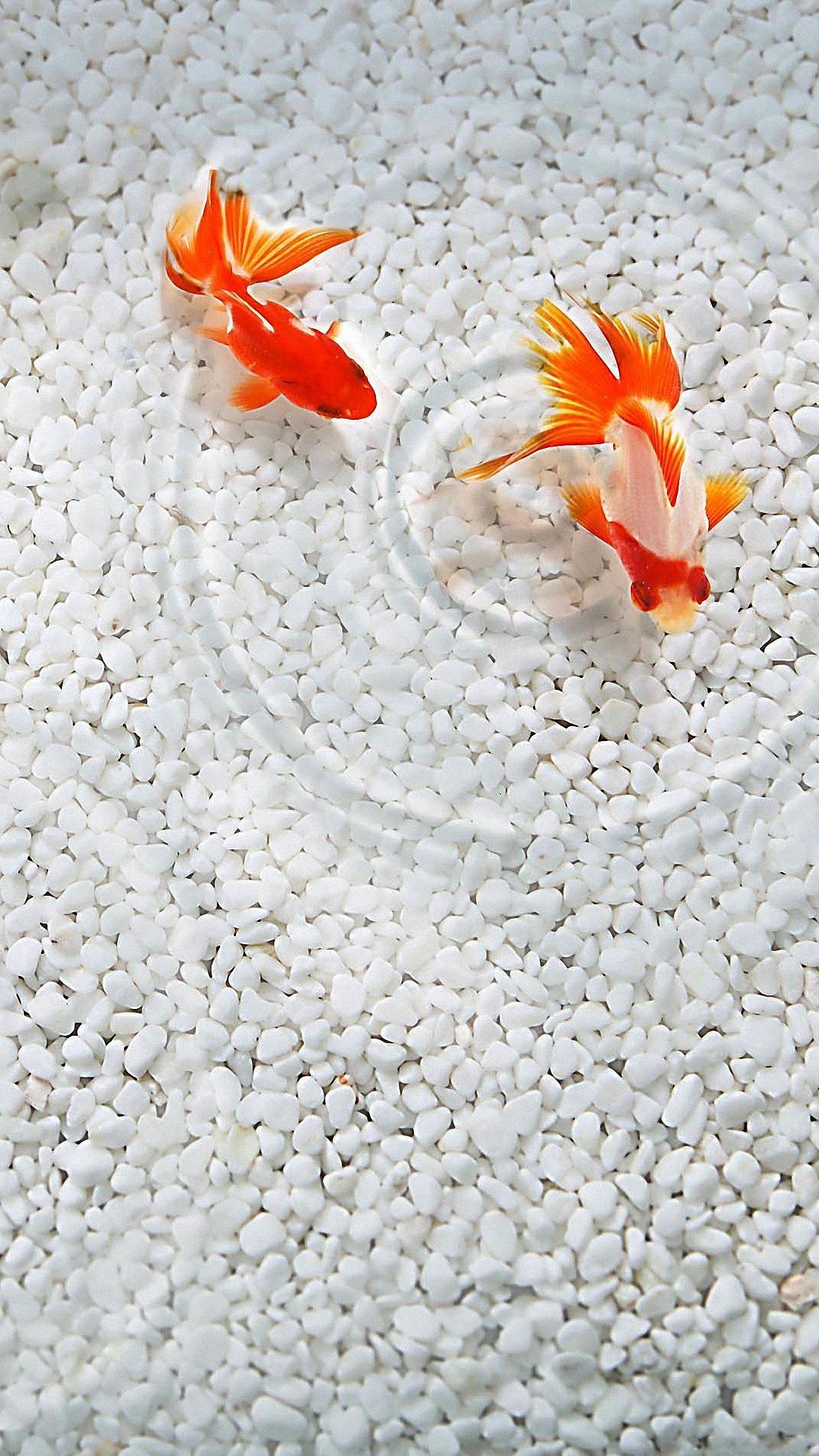 1440x2560 Cute Goldfish Couple lg smartphone Wallpaper HD Mobile