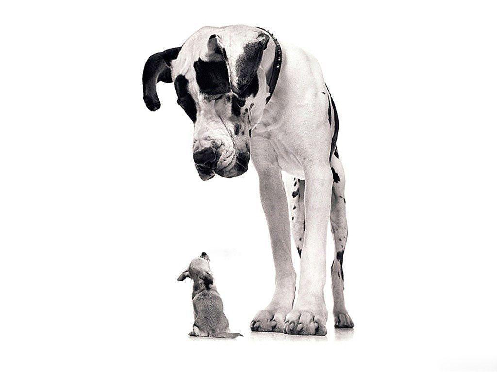 1024x768 Funny Dog Wallpaper