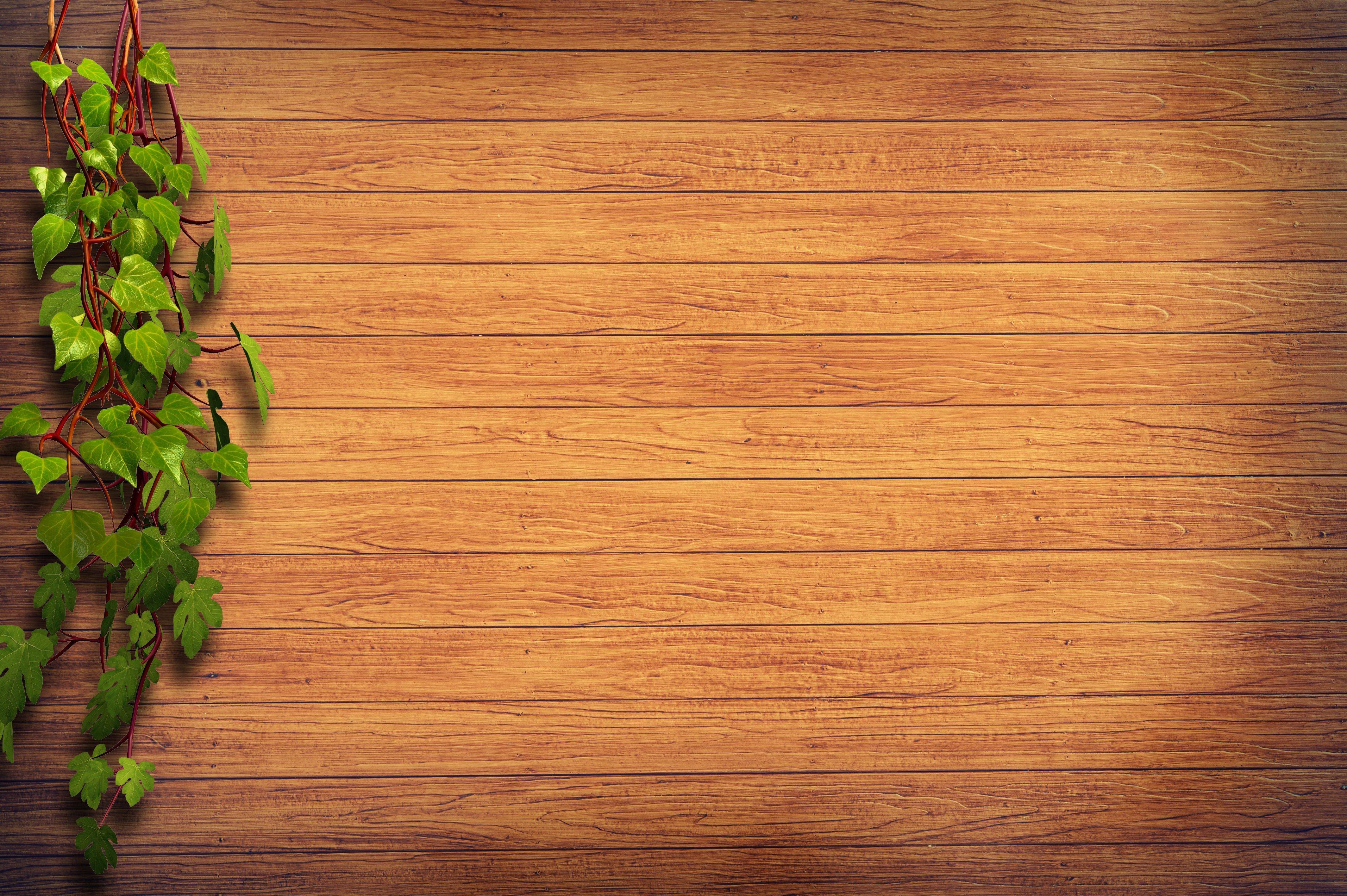 4256x2832 Brown Wooden Surface Beside Green Plant Illustration · Free