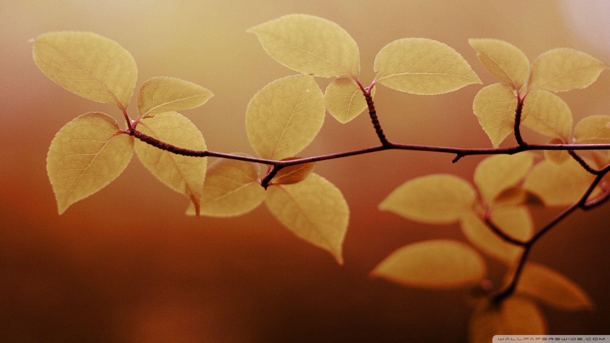 2048x1152 Branch Brown ❤ 4K HD Desktop Wallpaper for 4K Ultra HD TV